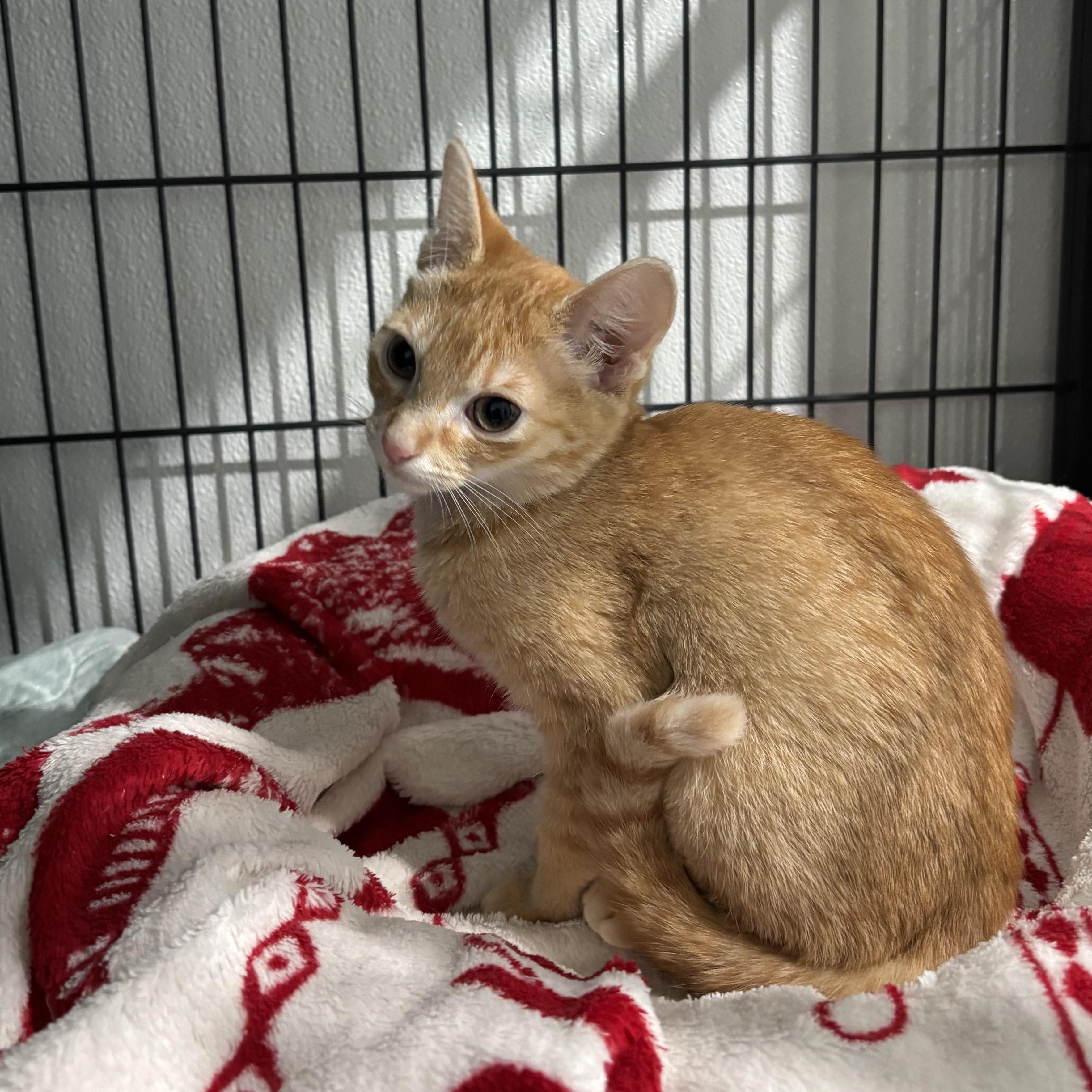 Olivia, a Adoptable Tabby in Claresholm, AB image 3/3