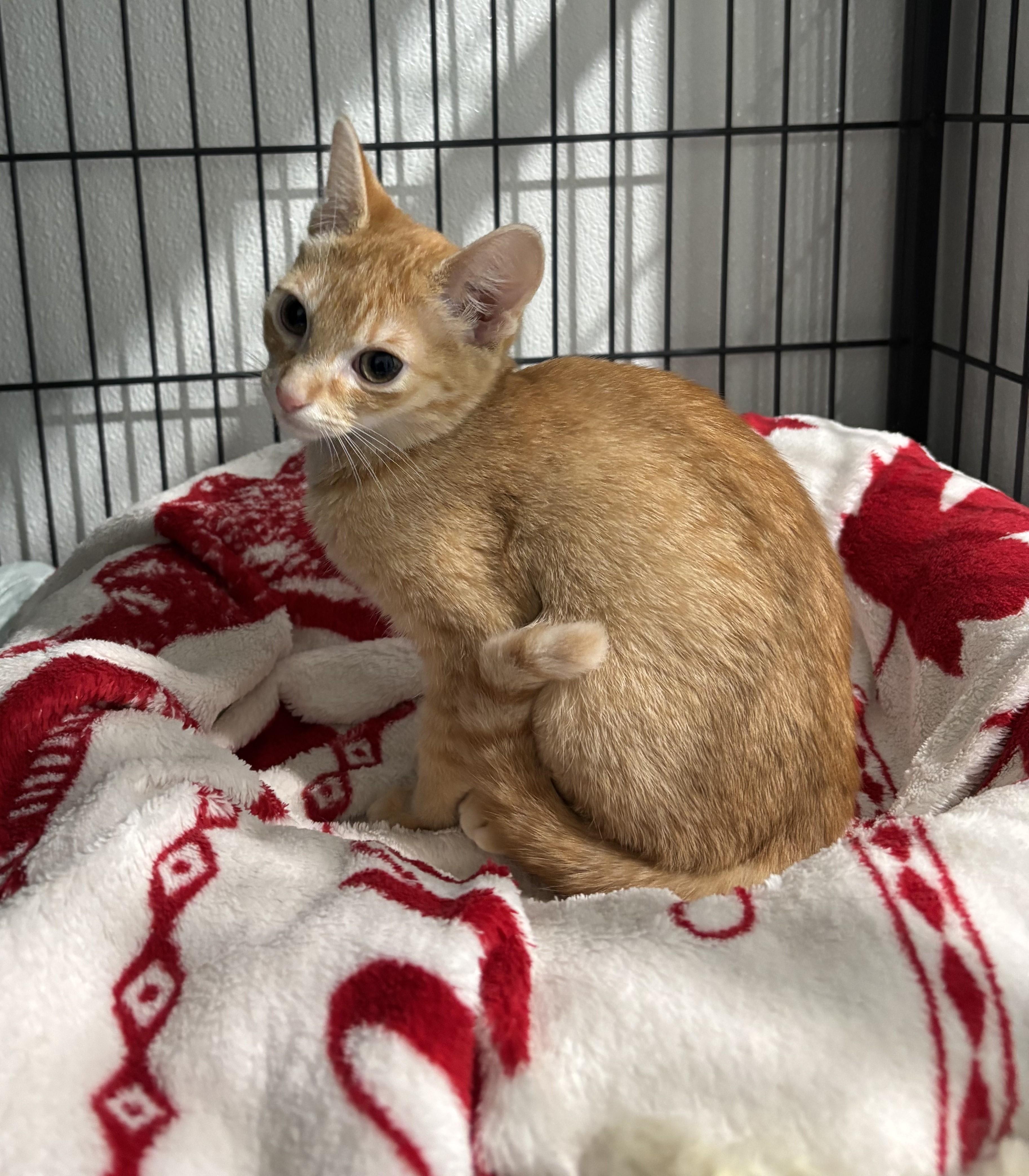 Olivia, a Adoptable Tabby in Claresholm, AB image 2/3