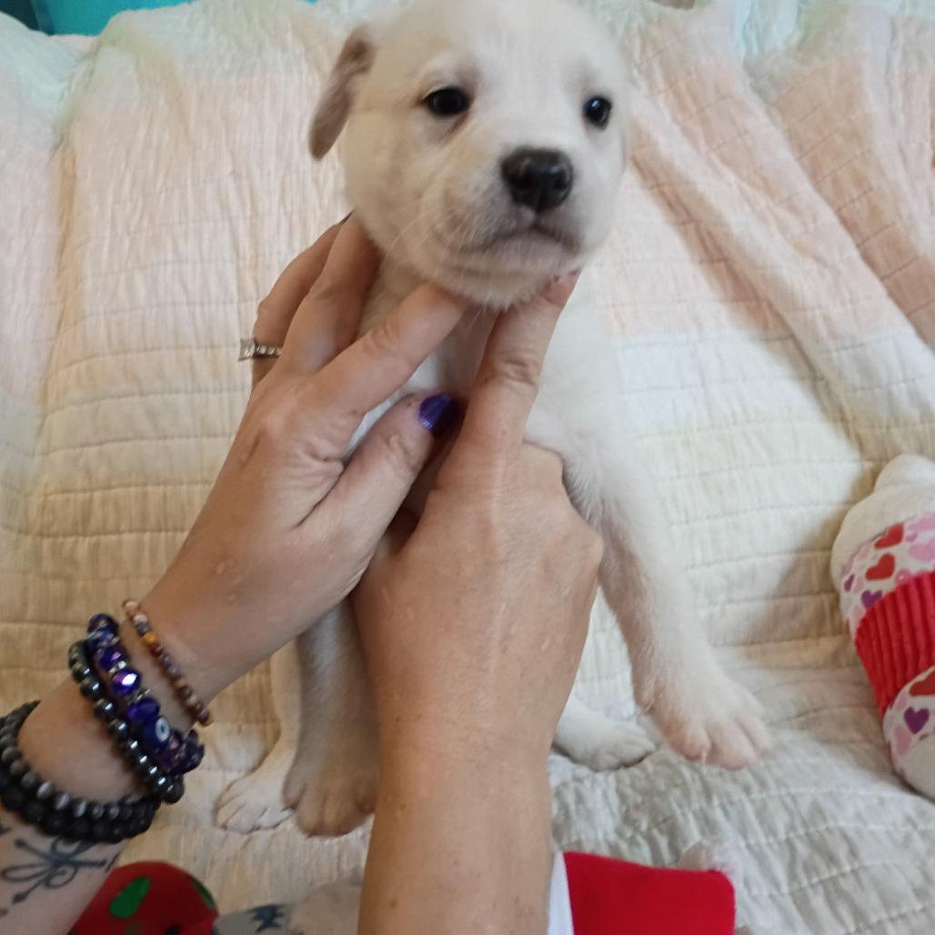 Ned, Adoptable, Puppy Male Mixed Breed.