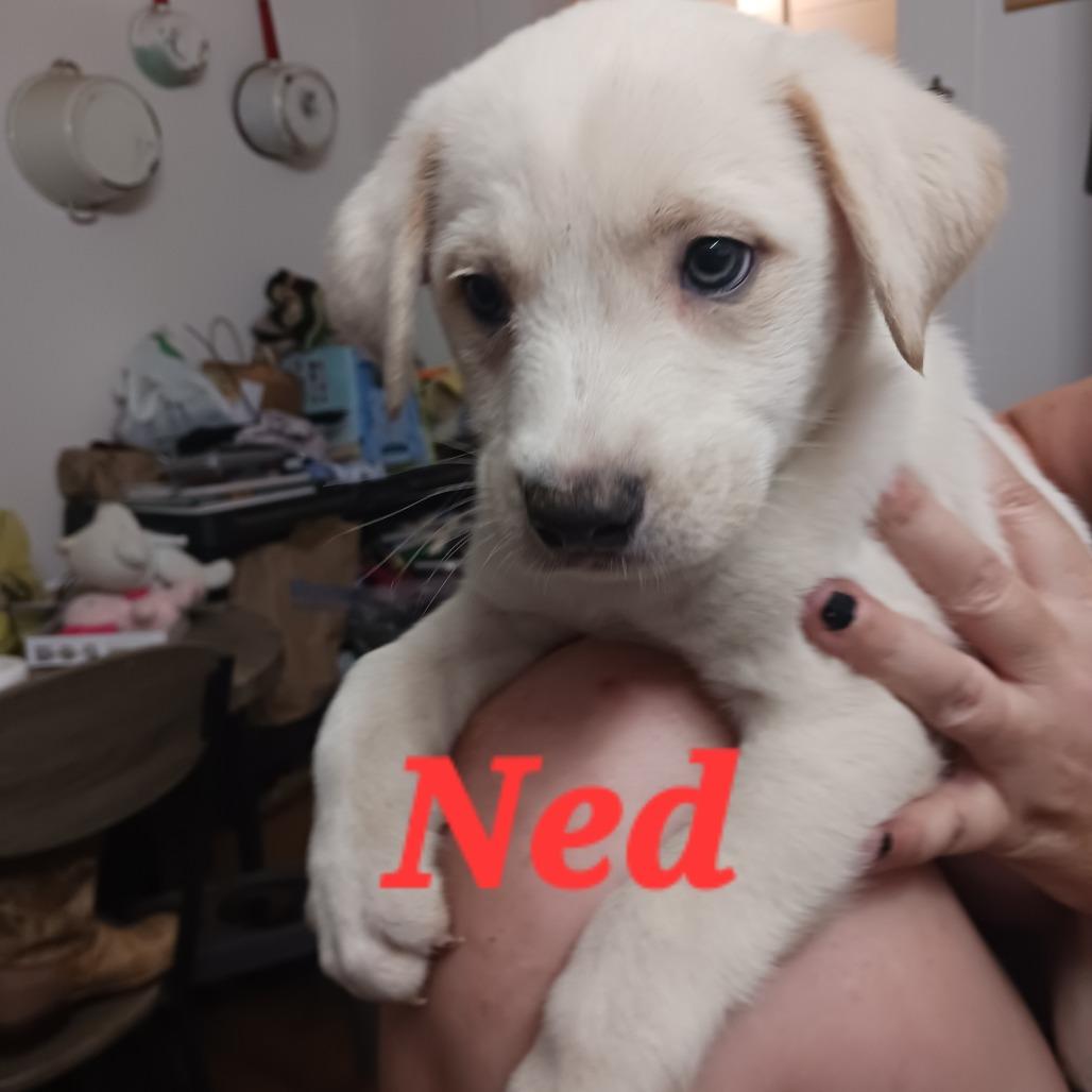 Enlarge Ned, a Adoptable Mixed Breed in Wadena, MN image 2/4