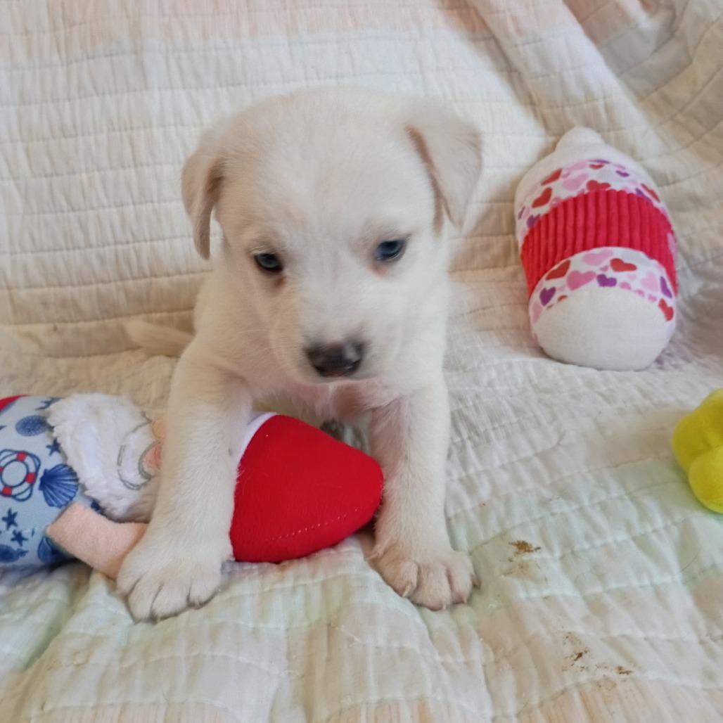 Enlarge Ned, a Adoptable Mixed Breed in Wadena, MN image 3/4
