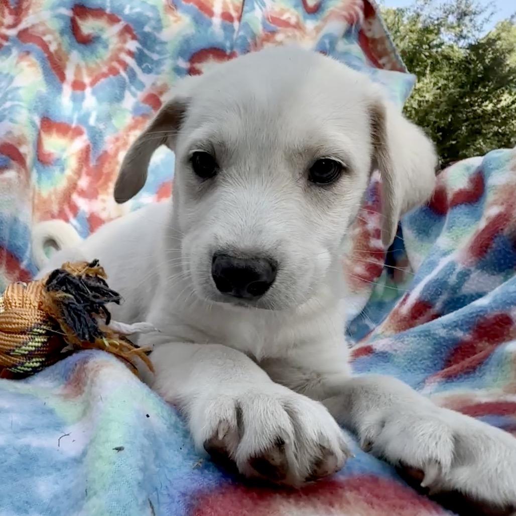 Enlarge Ned, a Adoptable Mixed Breed in Wadena, MN image 4/4