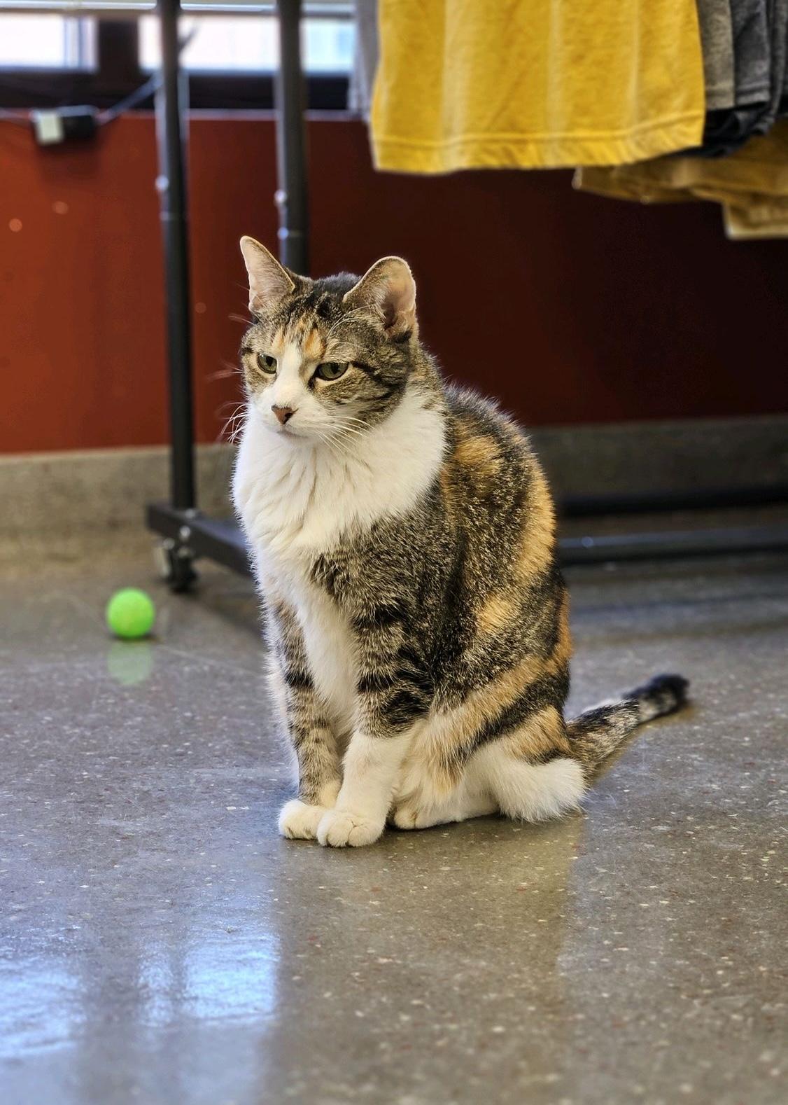 Dee Dee, a Adoptable Calico in Valparaiso, IN image 2/6
