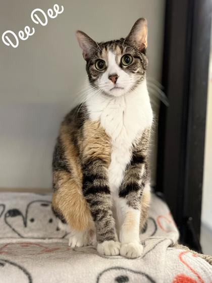 Dee Dee, a Adoptable Calico in Valparaiso, IN image 5/6