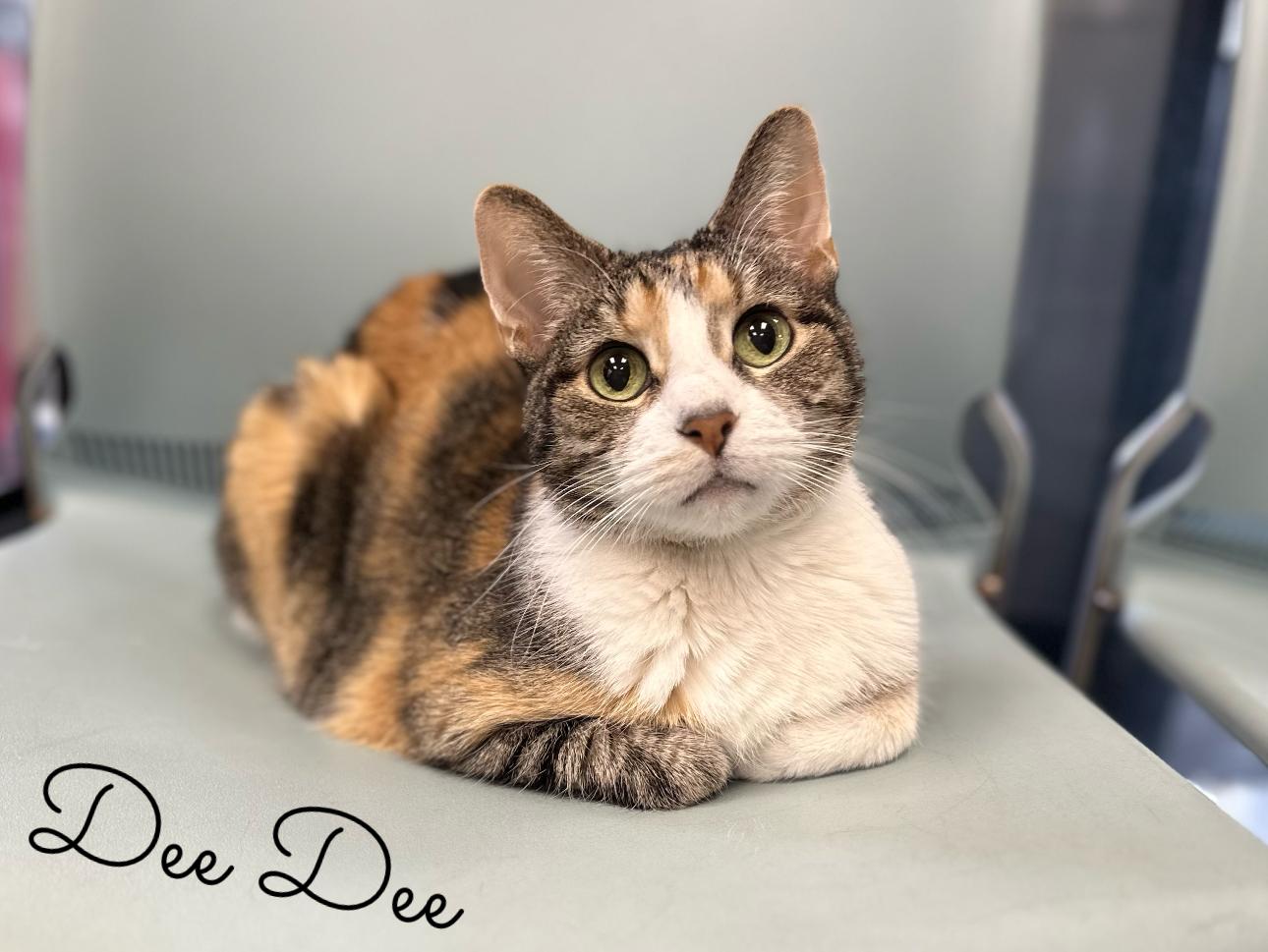 Dee Dee, a Adoptable Calico in Valparaiso, IN image 1/6