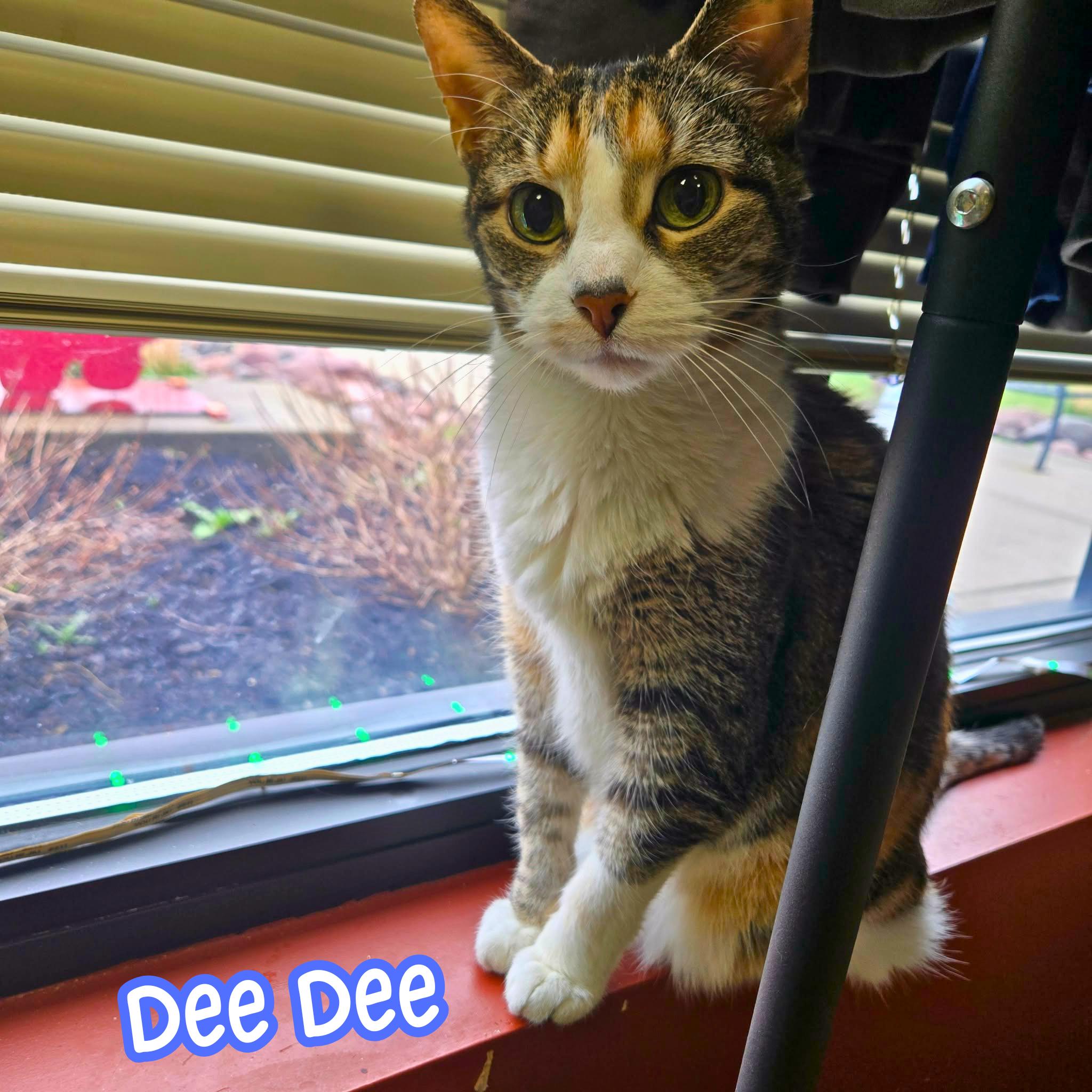 Dee Dee, Adoptable, Senior Female Calico.