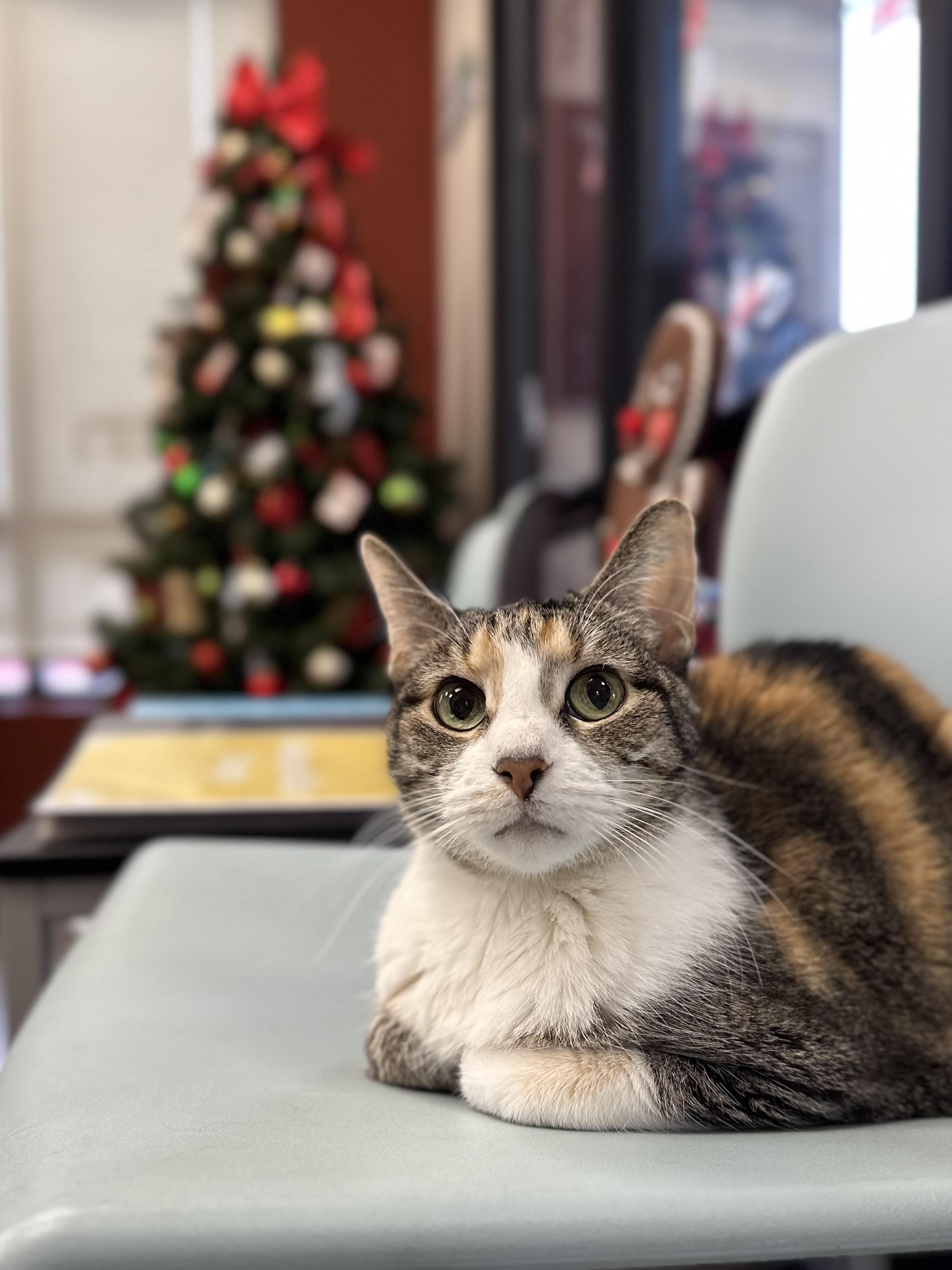 Dee Dee, a Adoptable Calico in Valparaiso, IN image 3/6