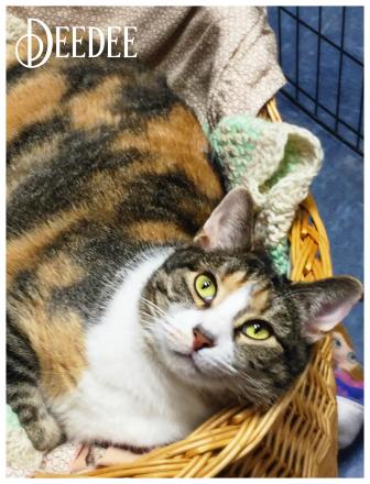 Dee Dee, a Adoptable Calico in Valparaiso, IN image 6/6