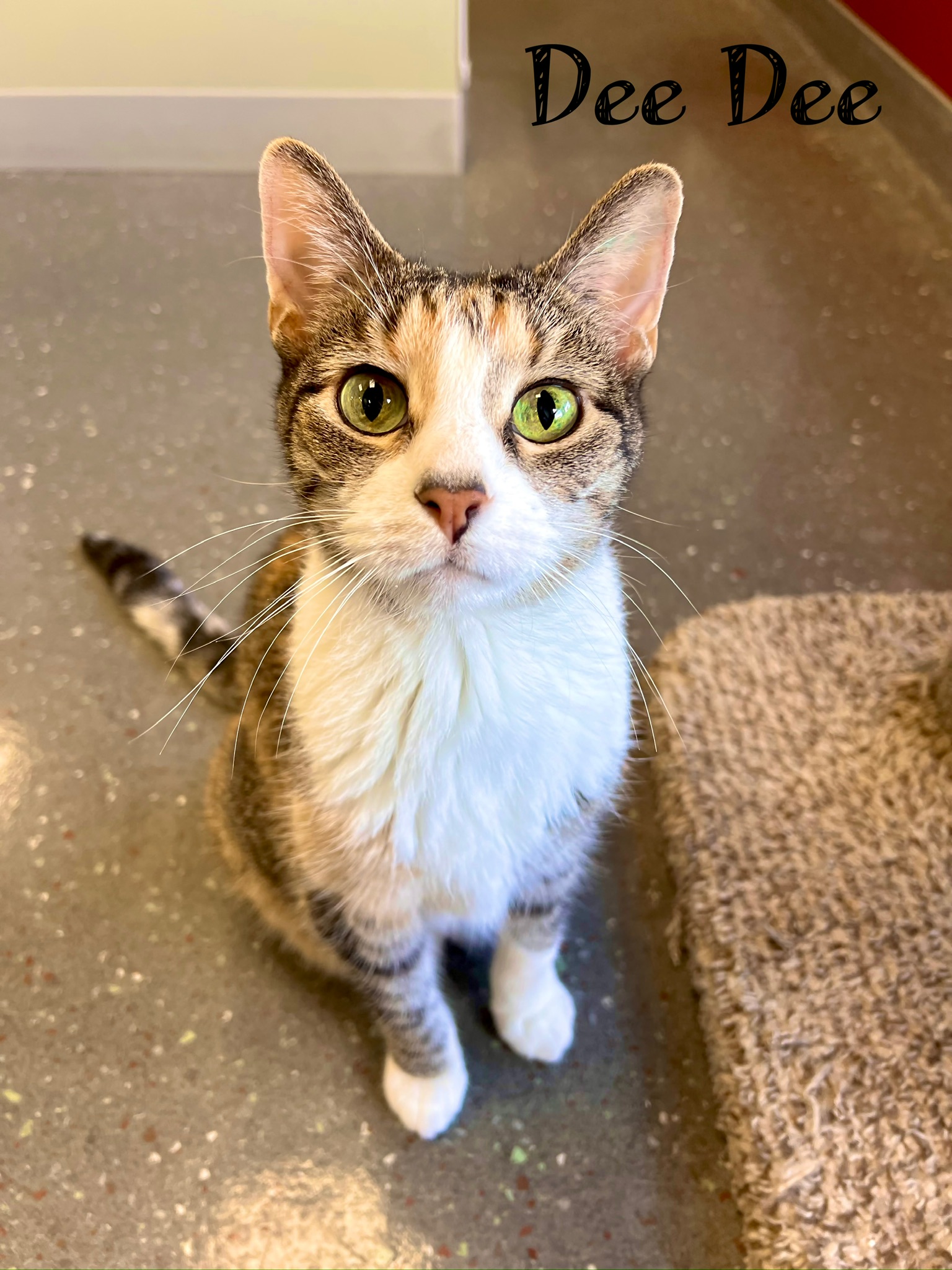 Dee Dee, a Adoptable Calico in Valparaiso, IN image 4/6