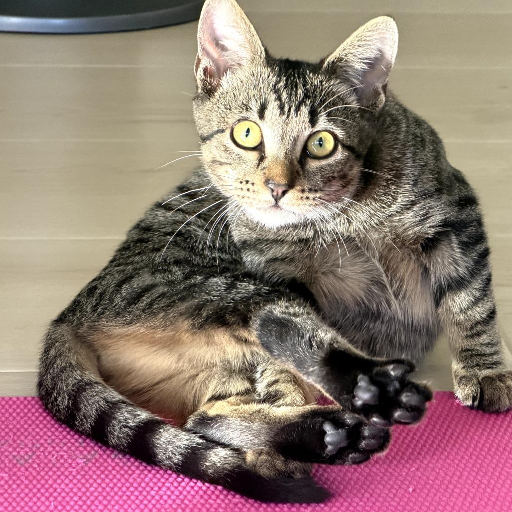 Enlarge Decaf, a Adoptable Domestic Short Hair in Parkland, FL image 1/5