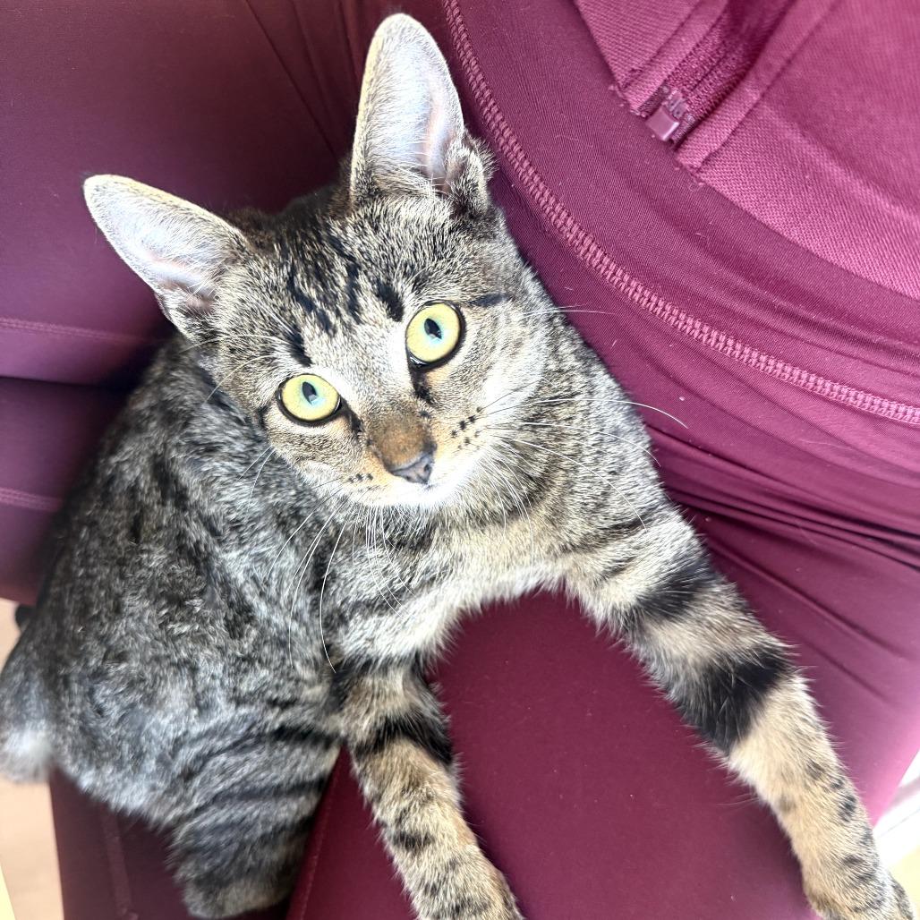 Enlarge Decaf, a Adoptable Domestic Short Hair in Parkland, FL image 2/5