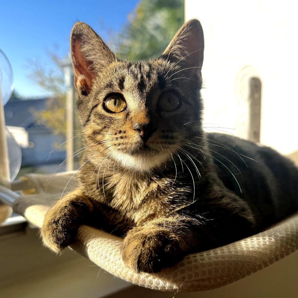 Enlarge Decaf, a Adoptable Domestic Short Hair in Parkland, FL image 3/5