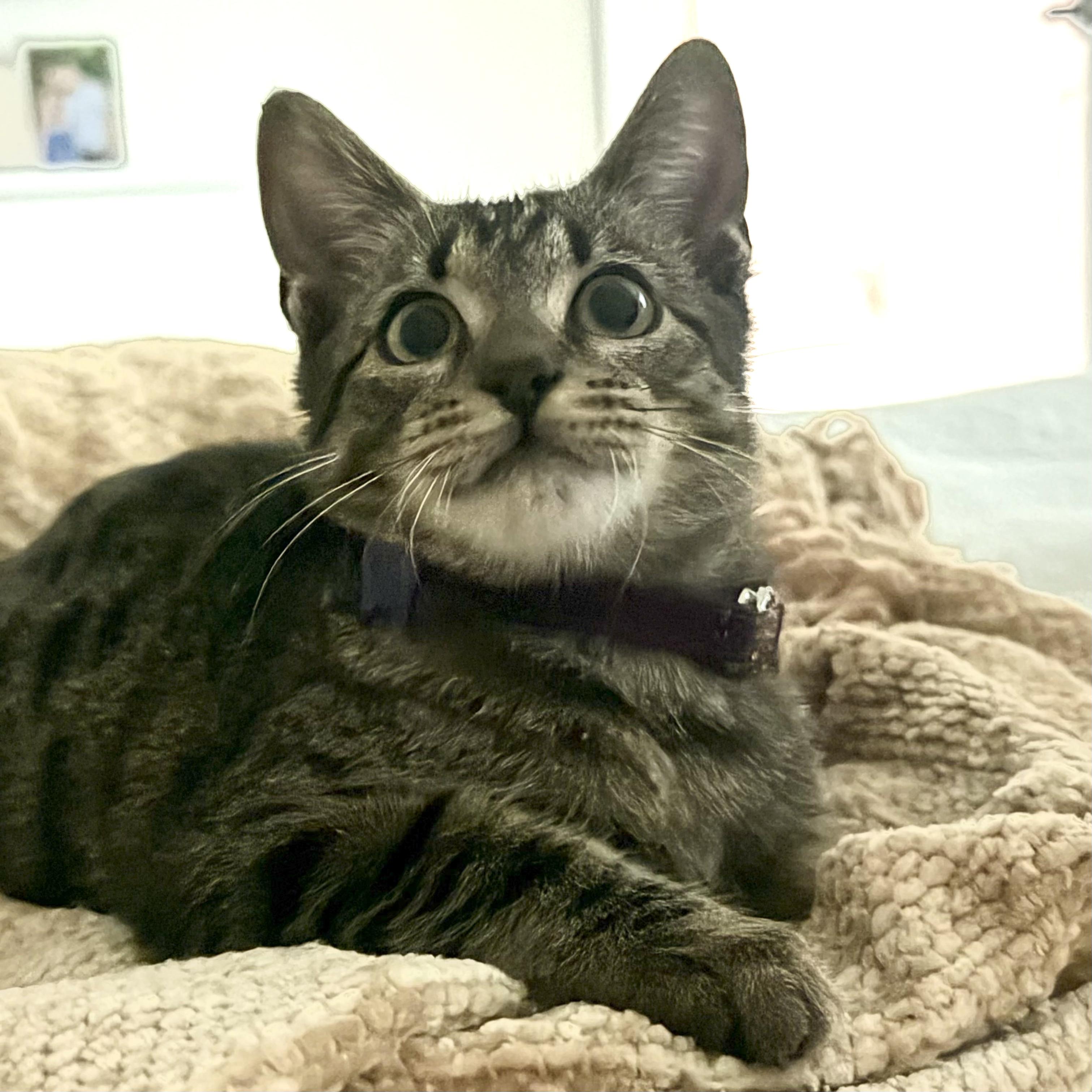 Enlarge Decaf, a Adoptable Domestic Short Hair in Parkland, FL image 5/5