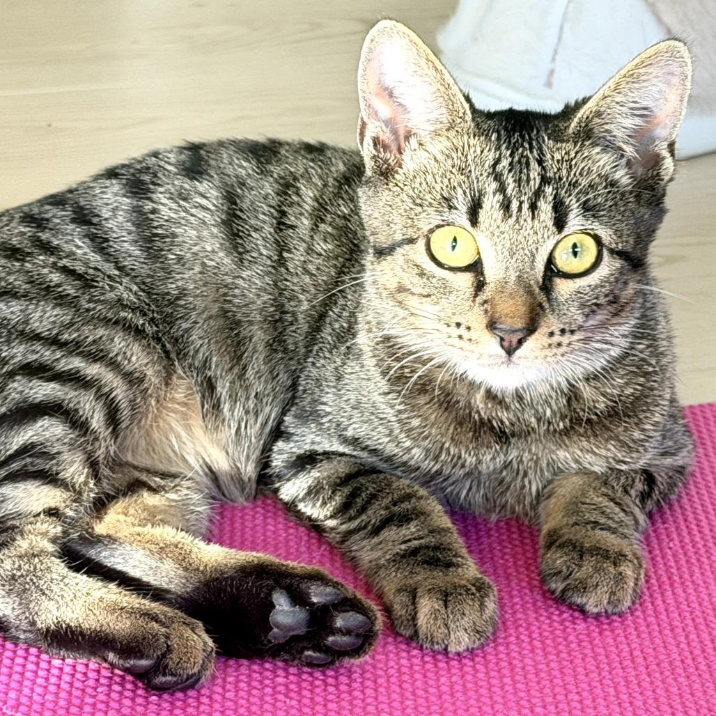 Enlarge Decaf, a Adoptable Domestic Short Hair in Parkland, FL image 4/5