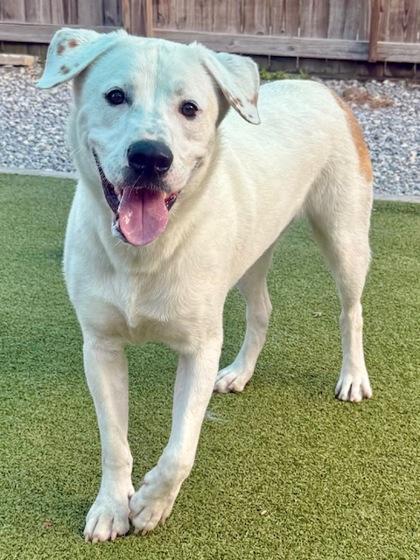 Axel, Adoptable, Young Male Great Pyrenees & Mixed Breed.
