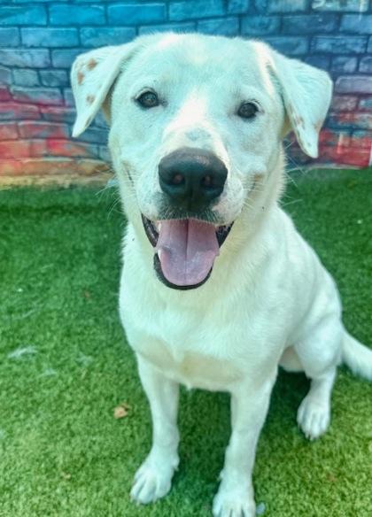 Enlarge Axel, a Adoptable mixed breed in Port Saint Joe, FL image 2/3