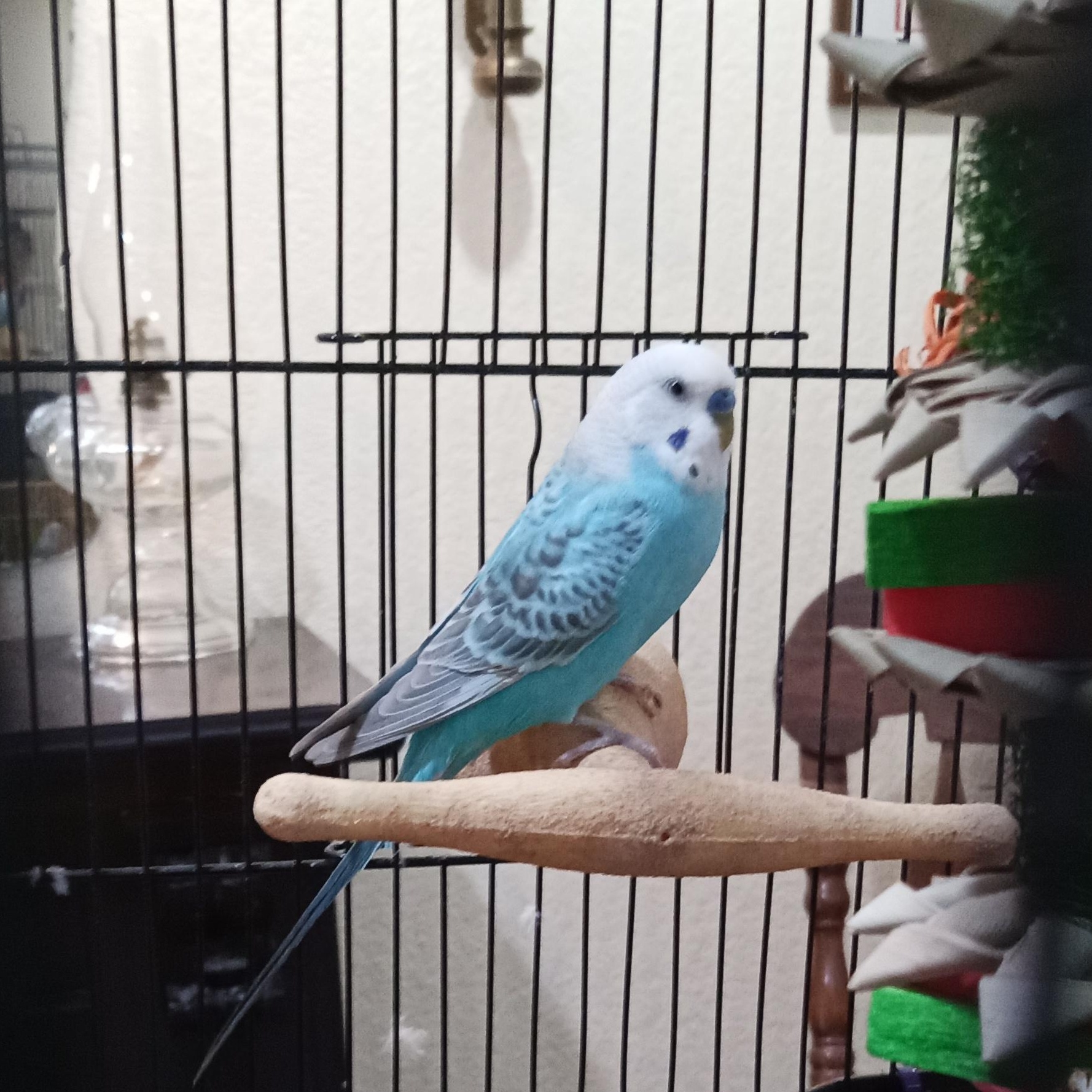 Enlarge Concord, an adopted Budgie / Budgerigar in Modesto, CA image 1/1