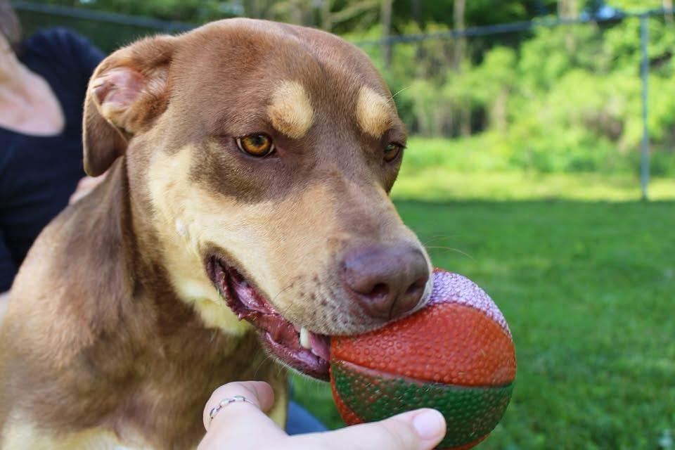 Dutch, a Adoptable mixed breed in Delhi, NY image 5/6