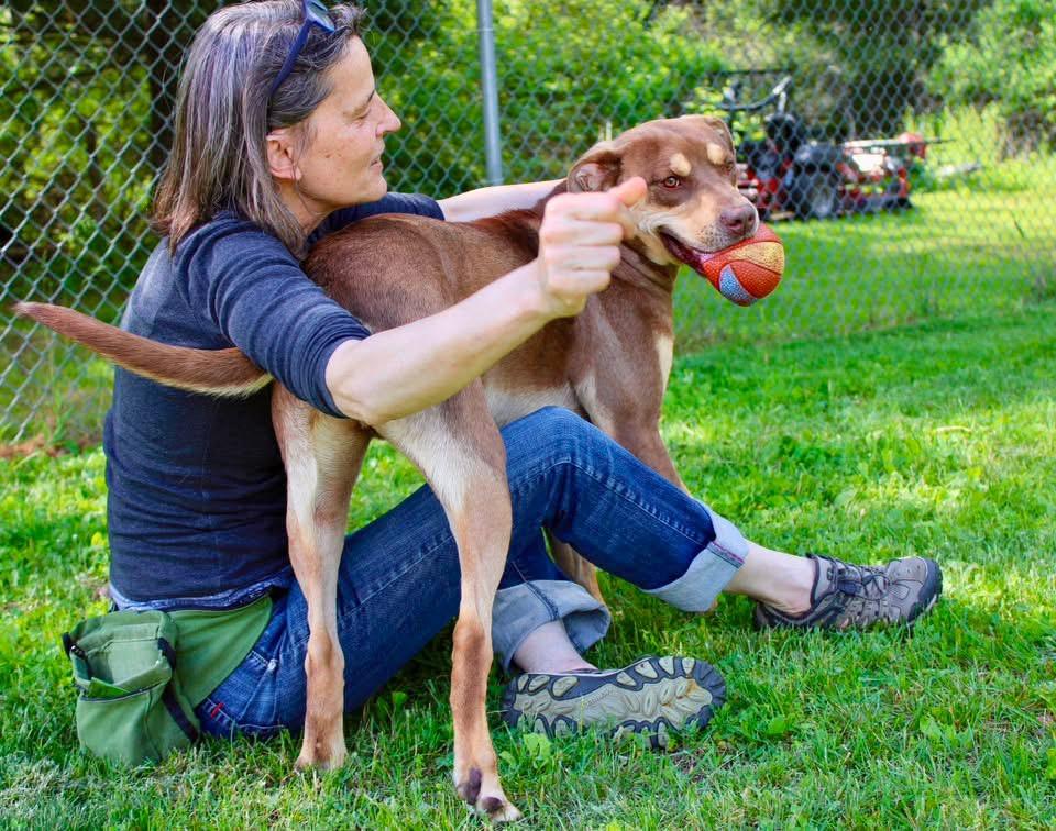 Dutch, a Adoptable mixed breed in Delhi, NY image 3/6