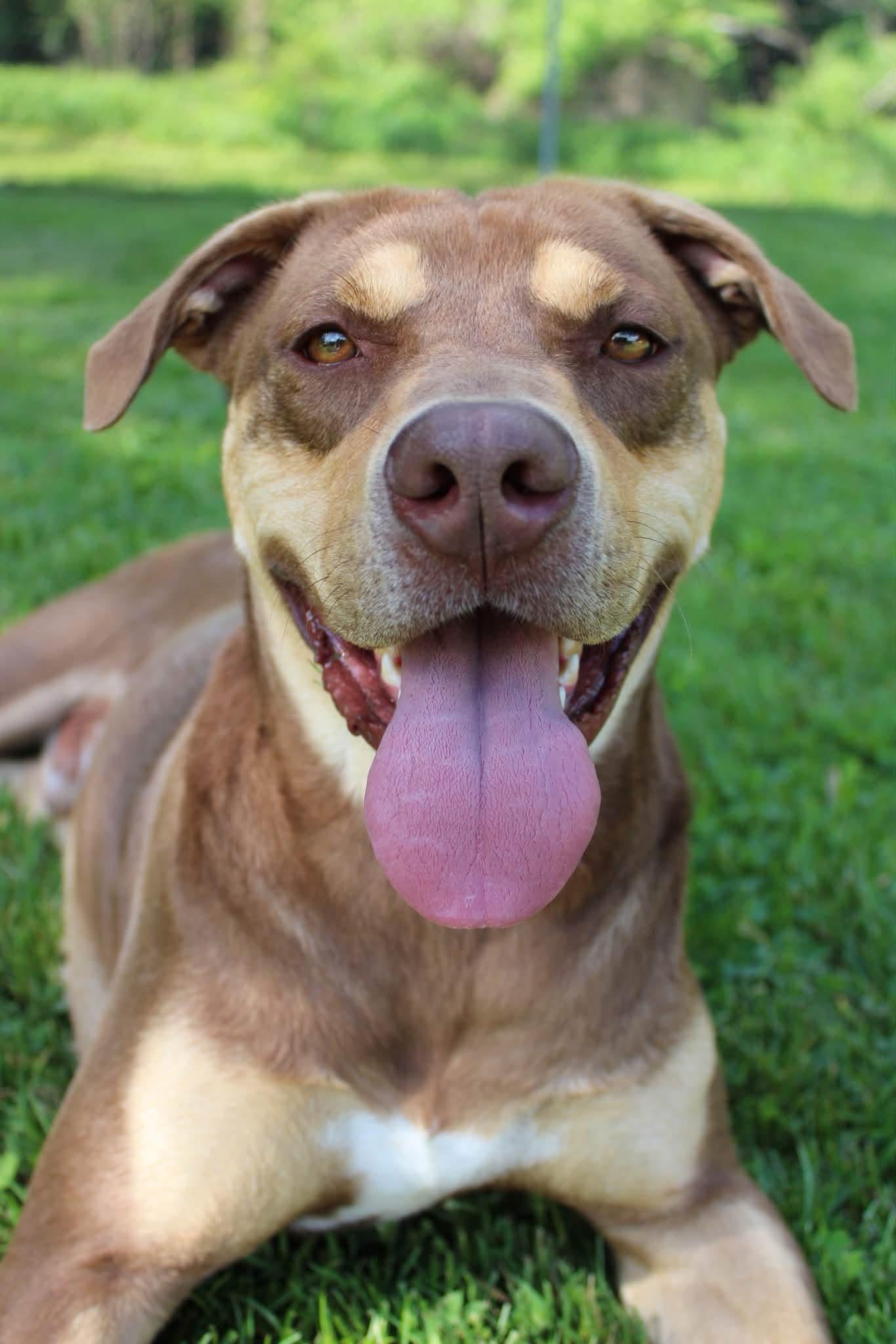 Dutch, Adoptable, Adult Male Rottweiler & Chocolate Labrador Retriever.