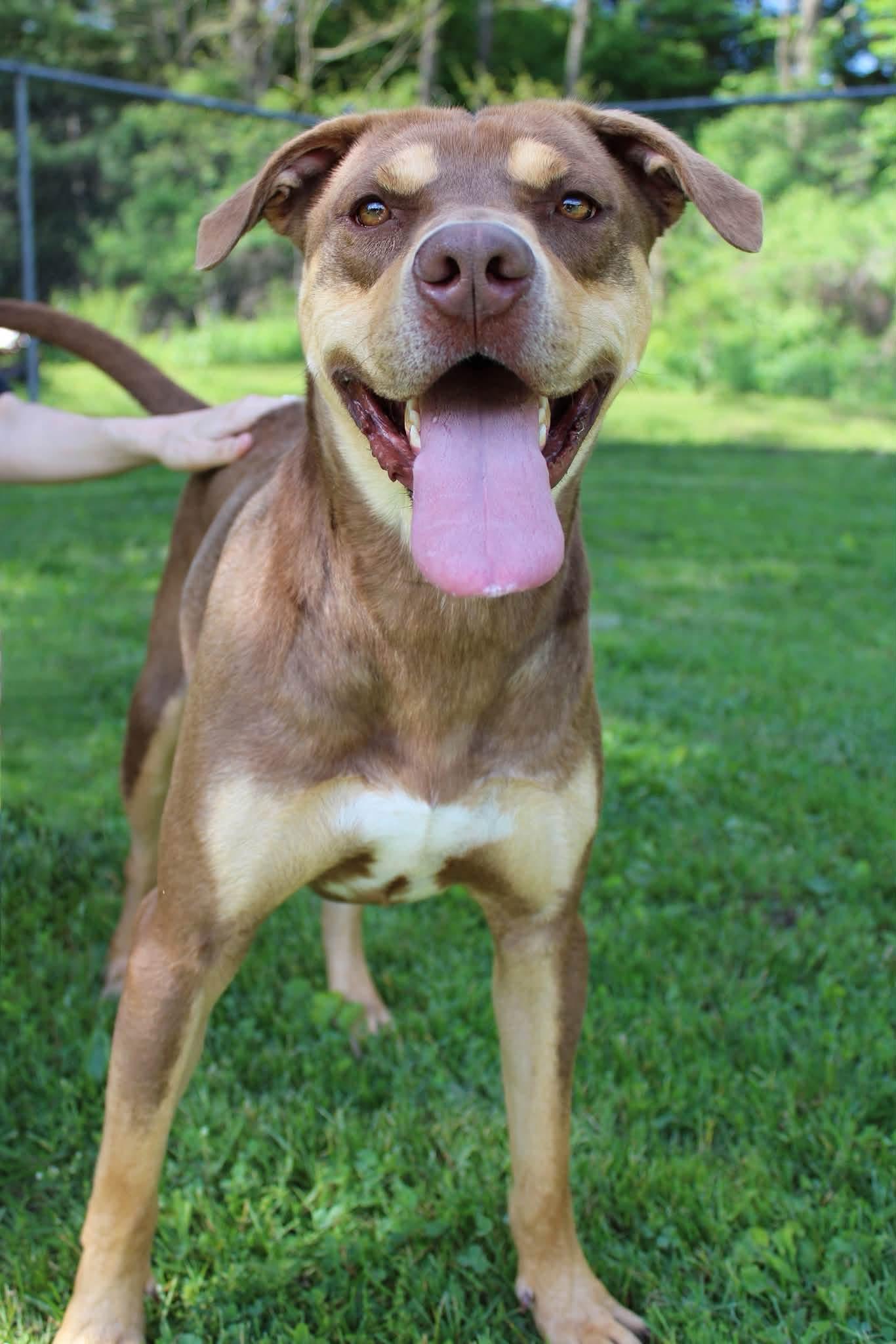 Dutch, a Adoptable mixed breed in Delhi, NY image 6/6