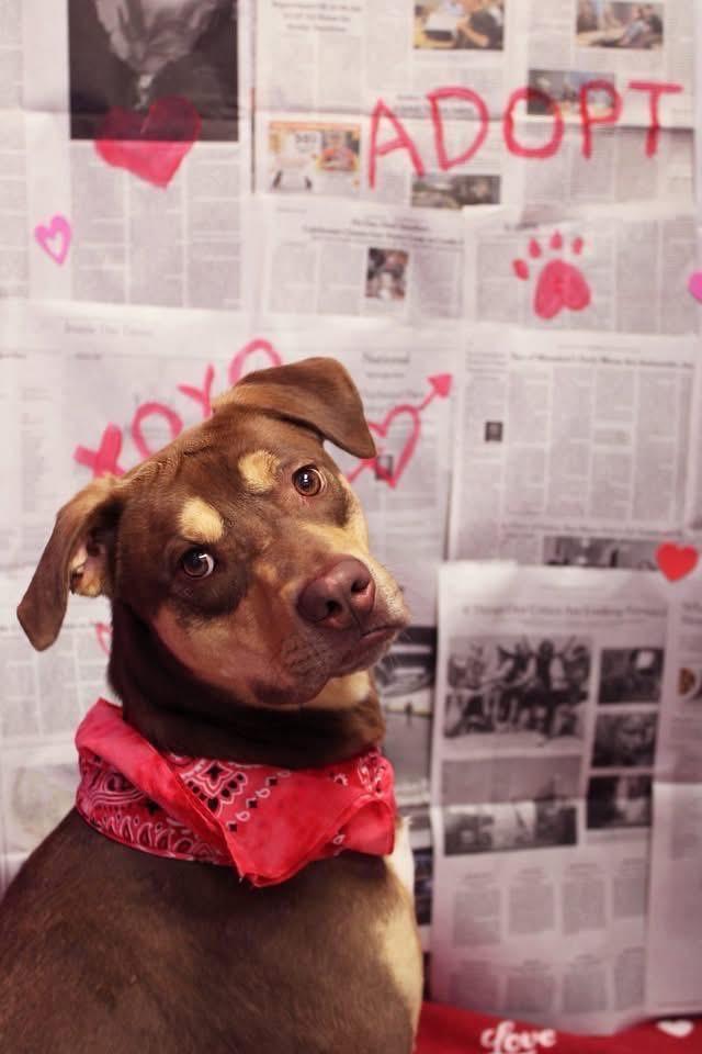 Dutch, a Adoptable mixed breed in Delhi, NY image 4/6