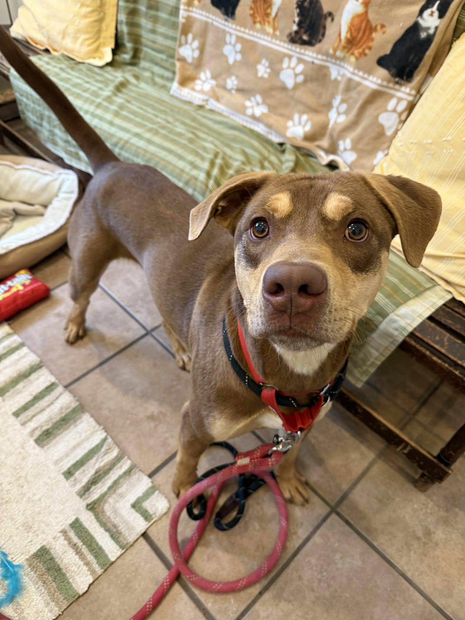 Enlarge Dutch, a Adoptable mixed breed in Delhi, NY image 1/3