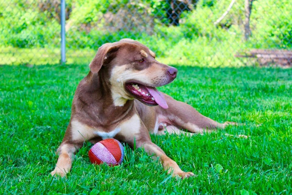 Dutch, a Adoptable mixed breed in Delhi, NY image 2/6