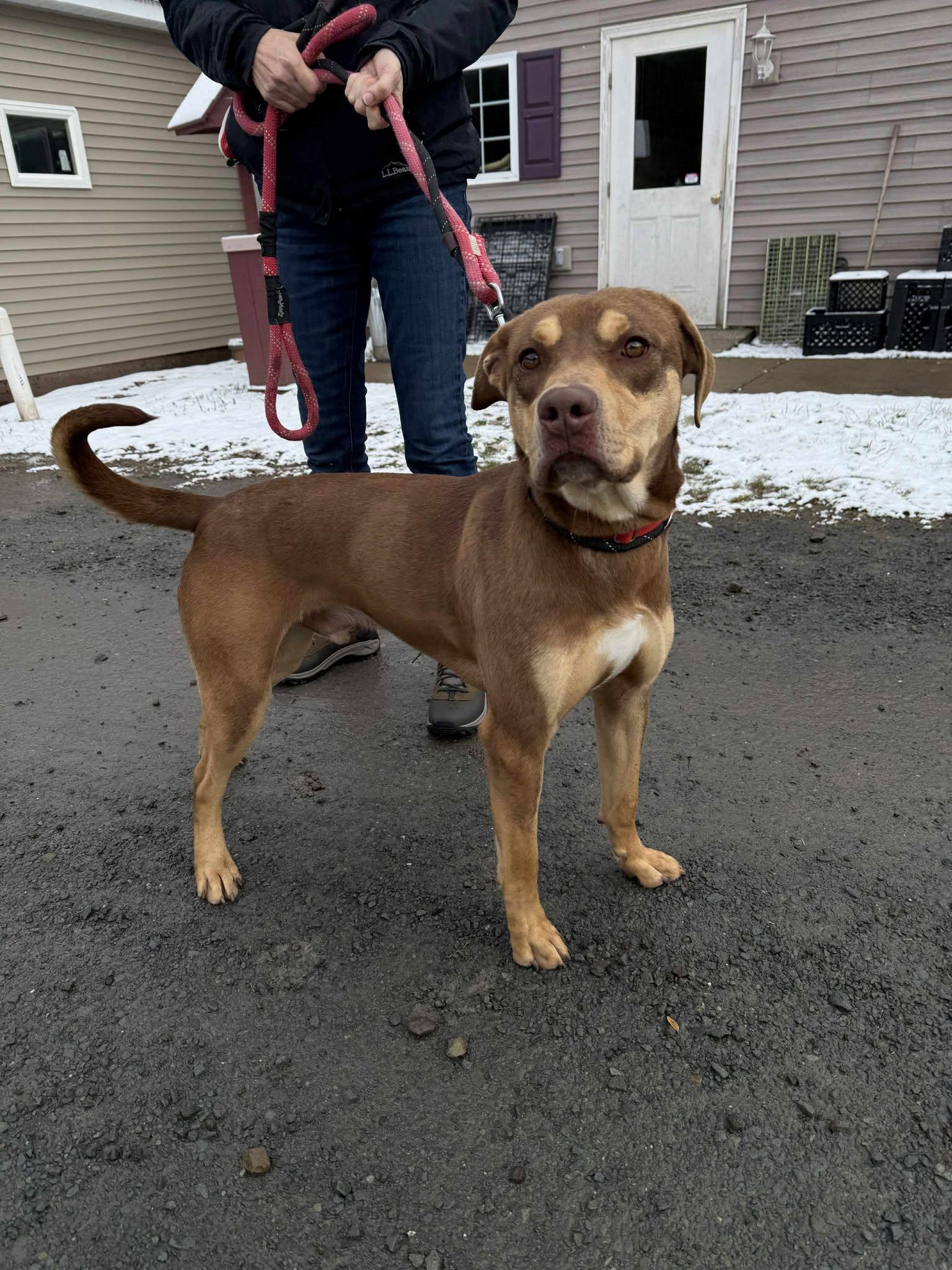 Enlarge Dutch, a Adoptable mixed breed in Delhi, NY image 2/3