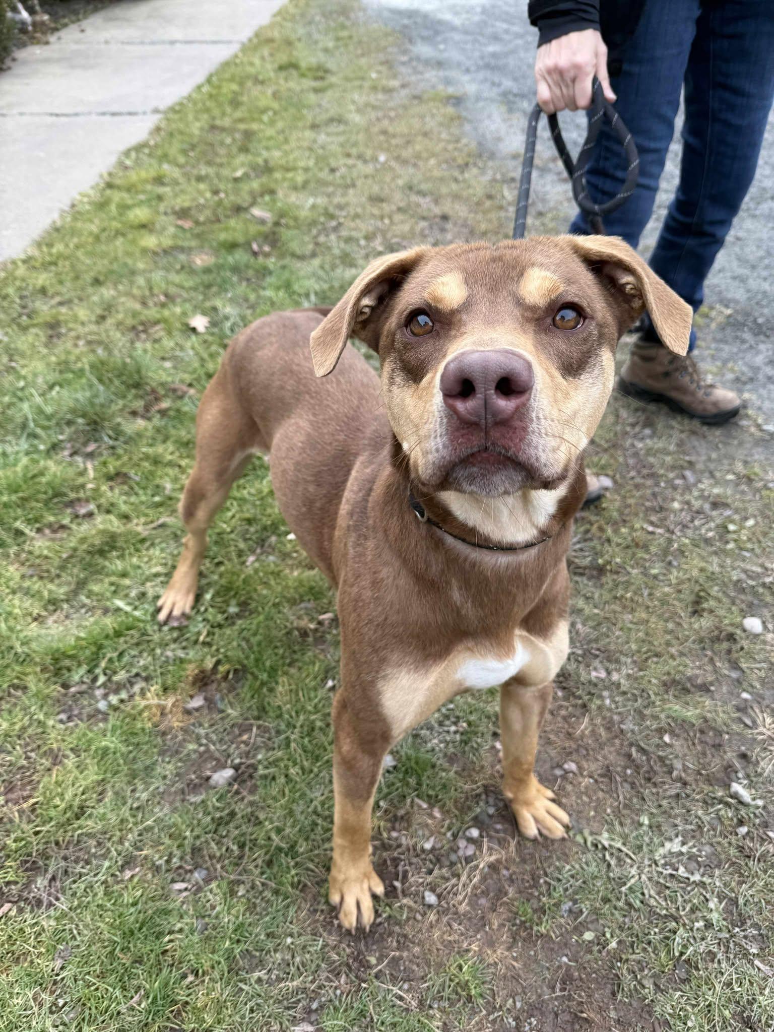 Enlarge Dutch, a Adoptable mixed breed in Delhi, NY image 3/3