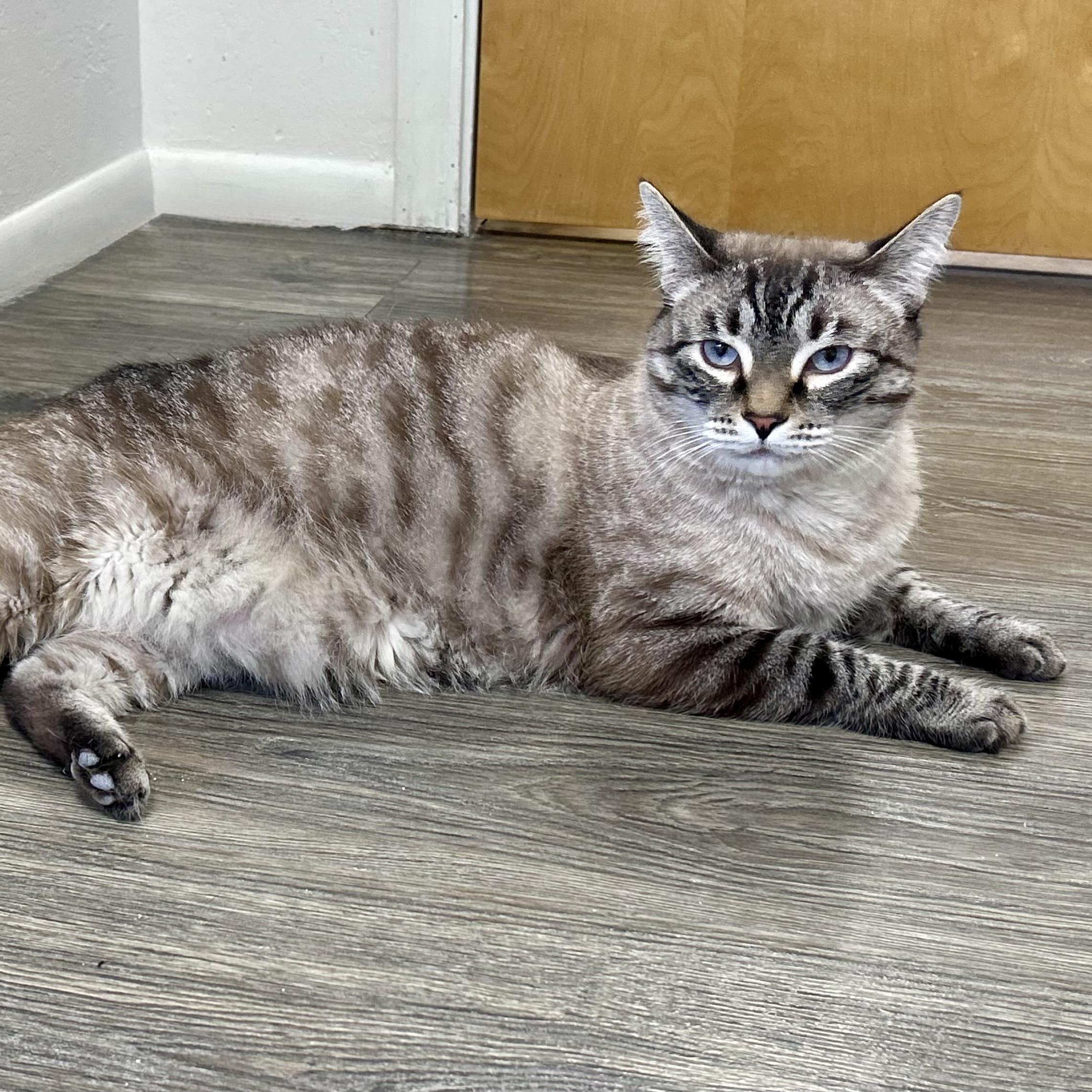 Enlarge Dax II, an adoptable Domestic Medium Hair in Fountain Hills, AZ image 1/3