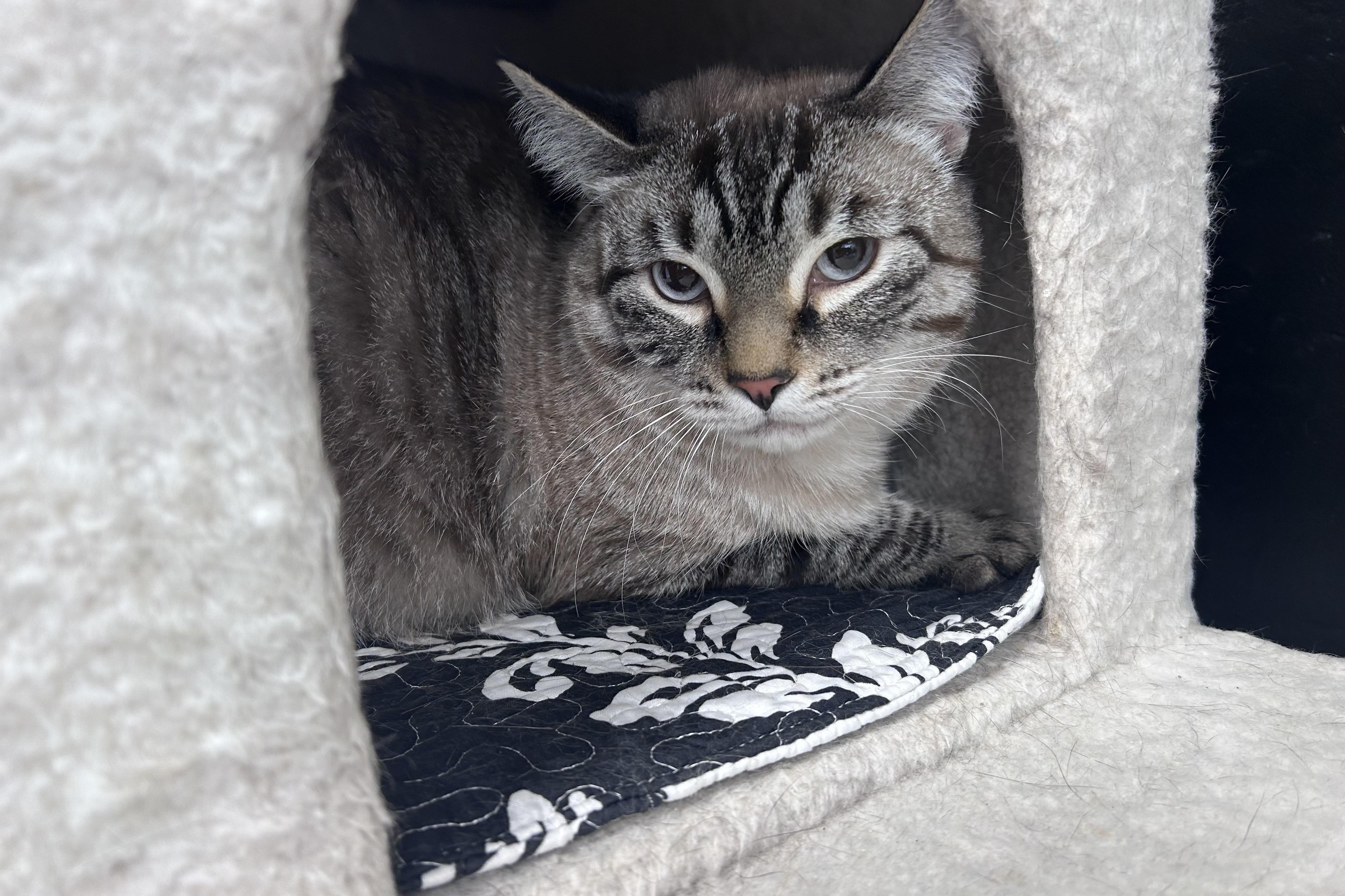 Enlarge Dax II, an adoptable Domestic Medium Hair in Fountain Hills, AZ image 2/3