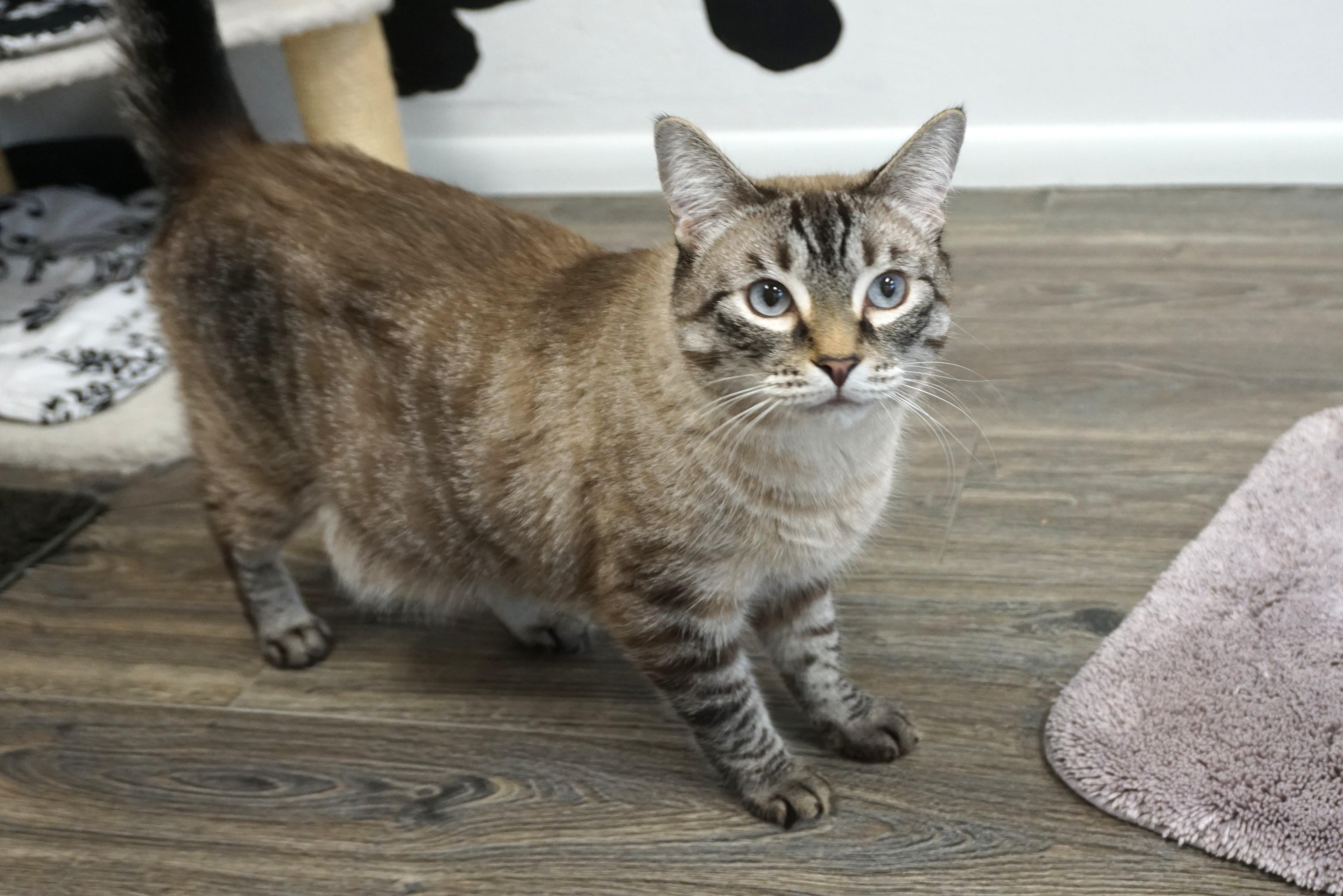 Dax II, adoptable, Adult Male Domestic Medium Hair.