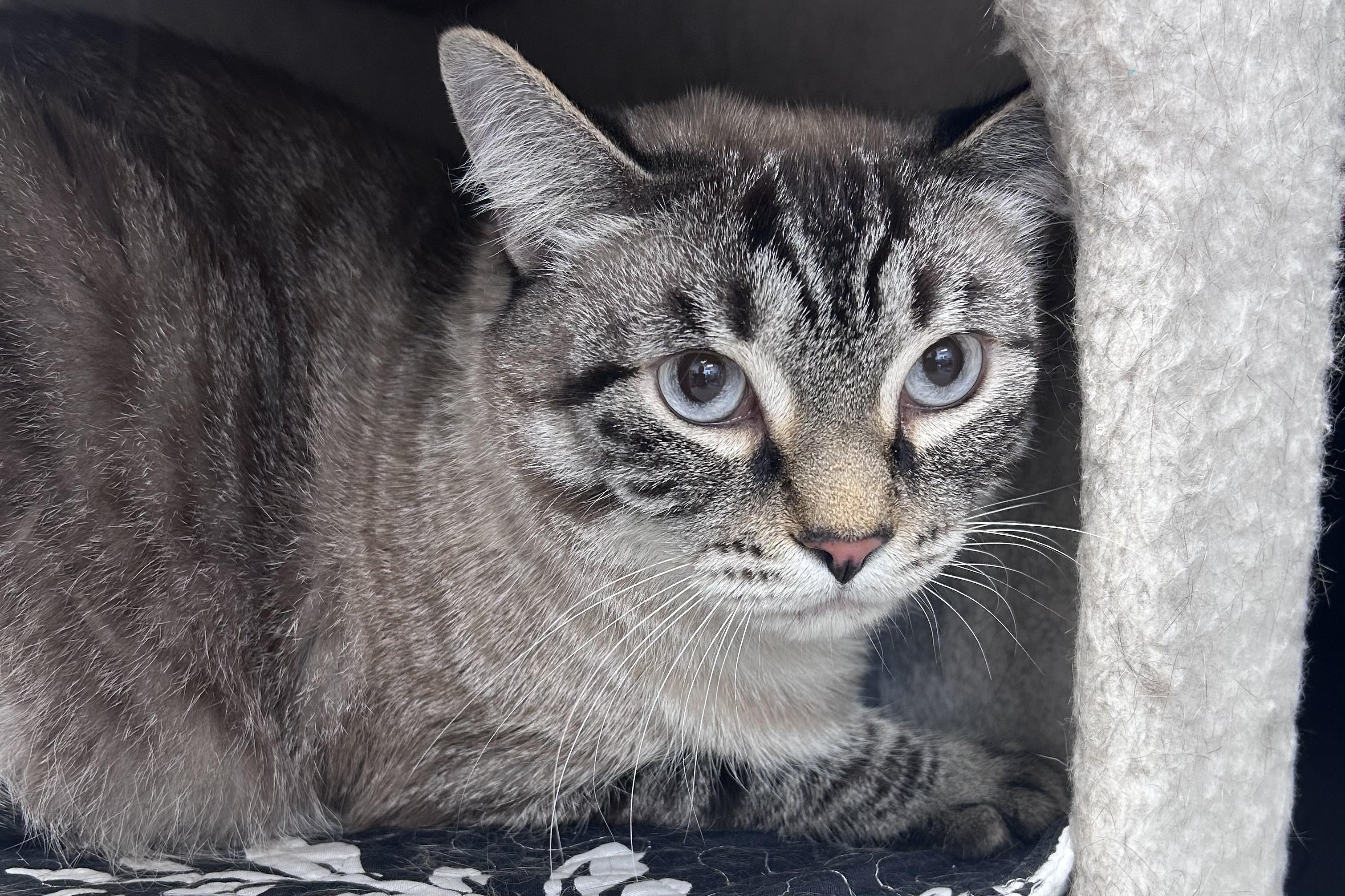Enlarge Dax II, an adoptable Domestic Medium Hair in Fountain Hills, AZ image 3/3