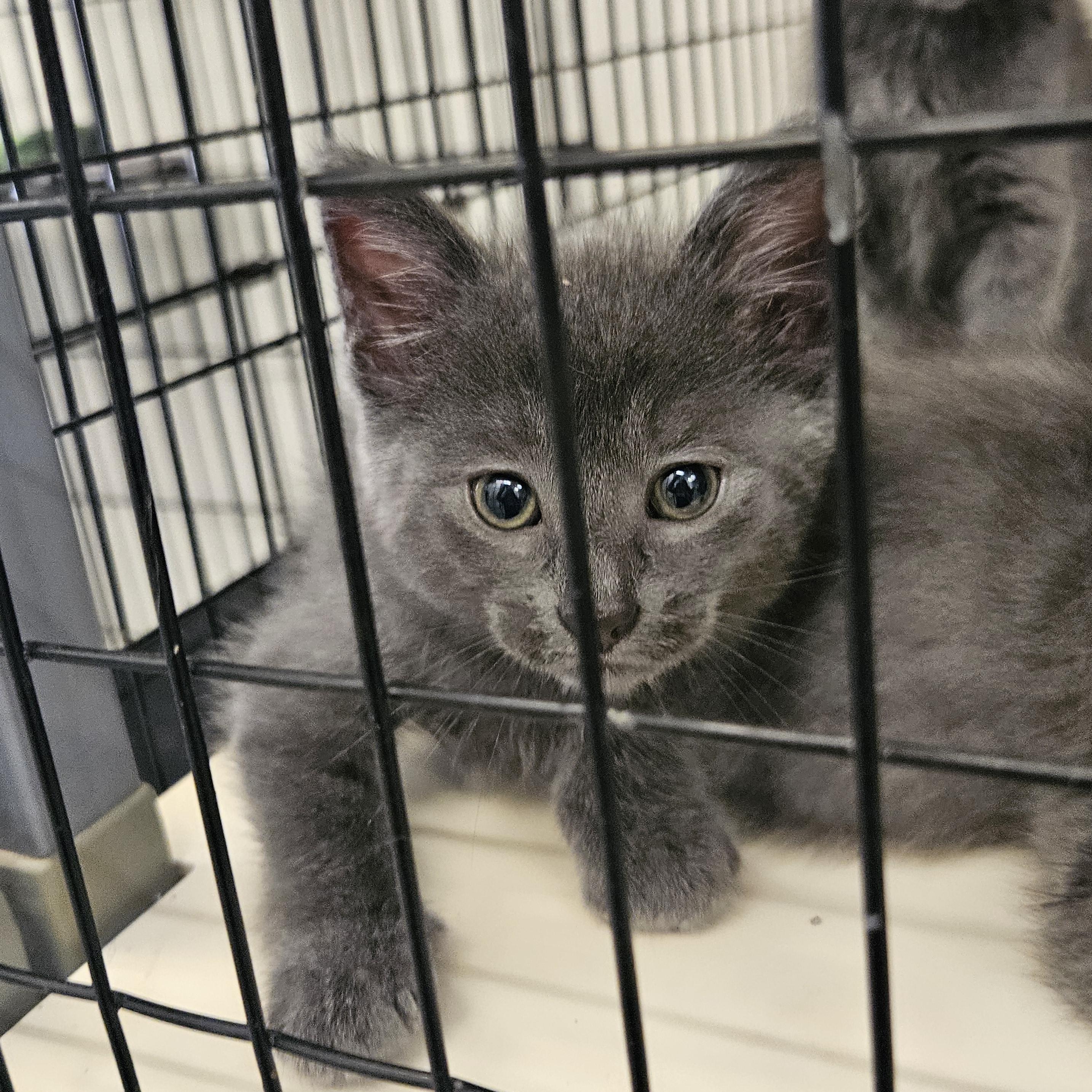 Grey Kittens photo 2