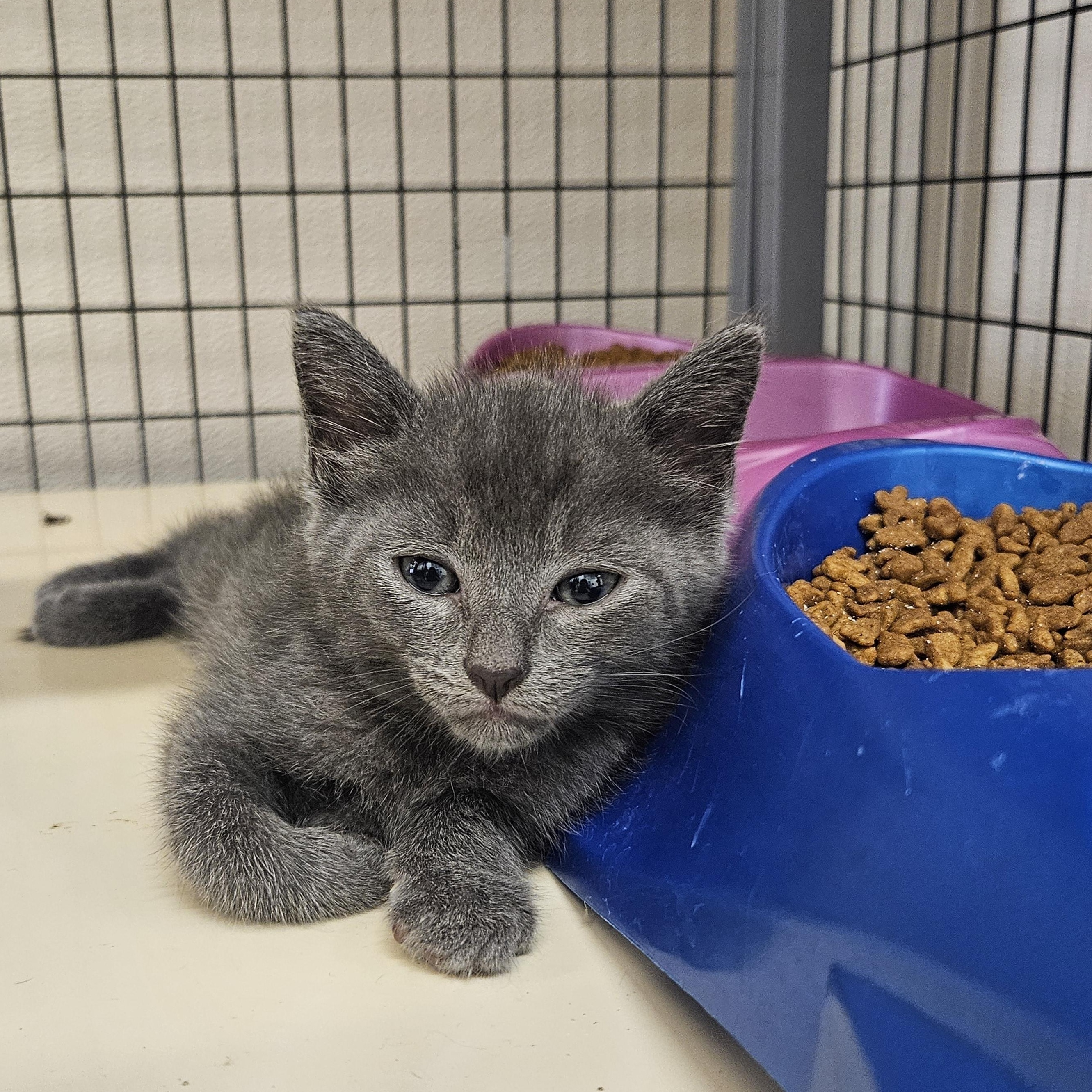 Grey Kittens
