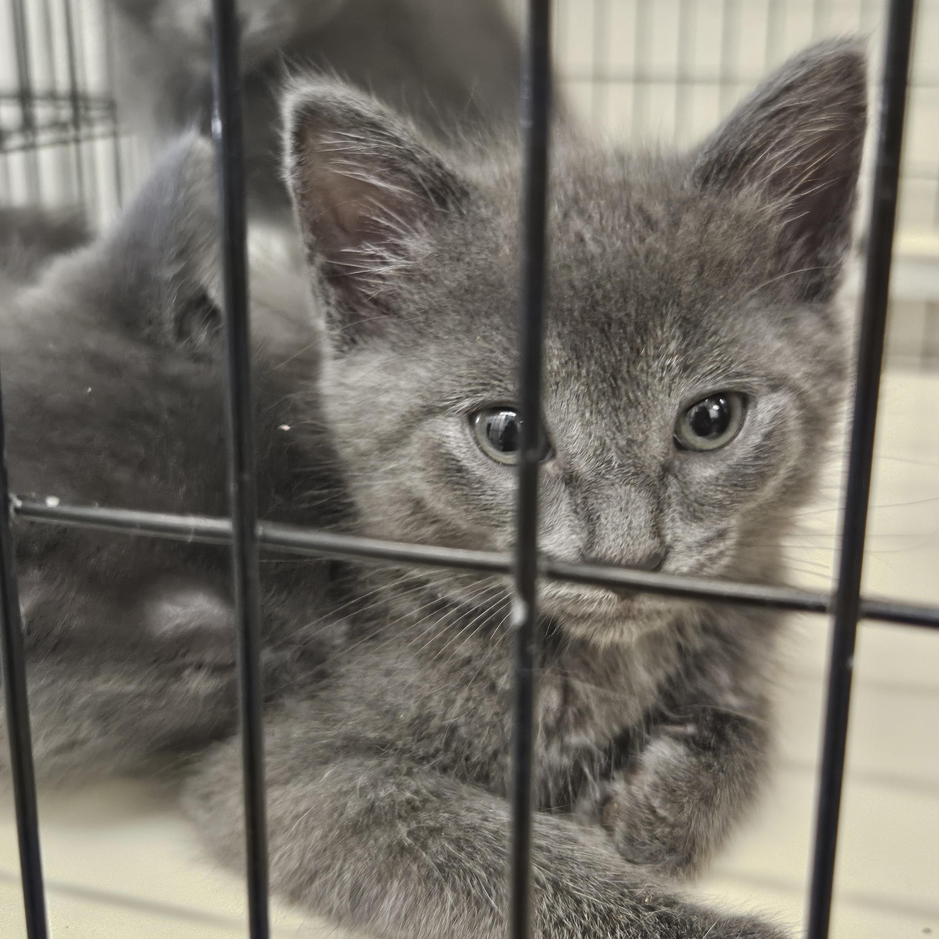 Grey Kittens photo 3