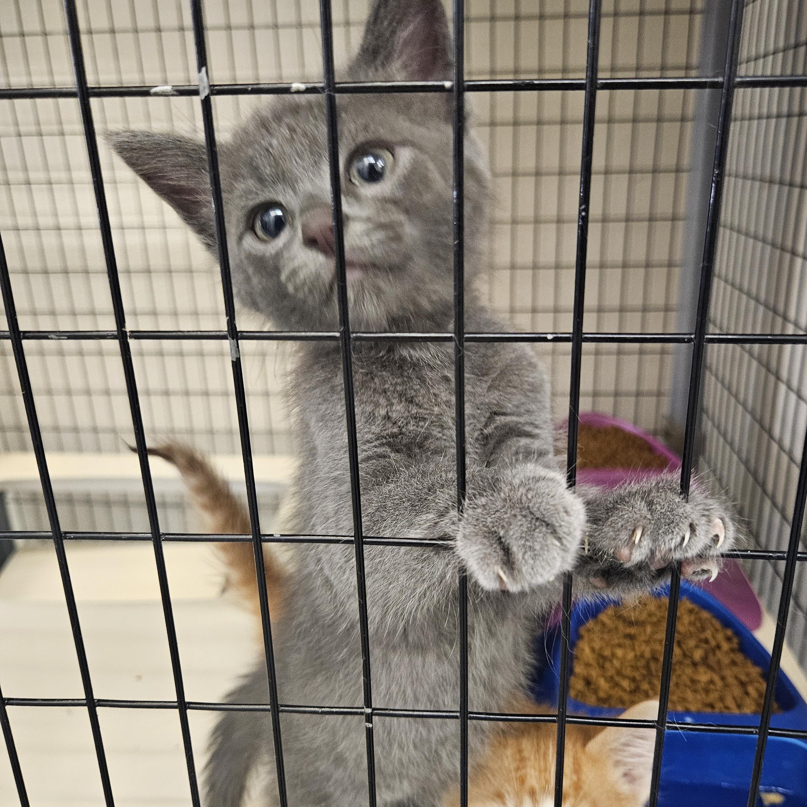 Grey Kittens photo 4