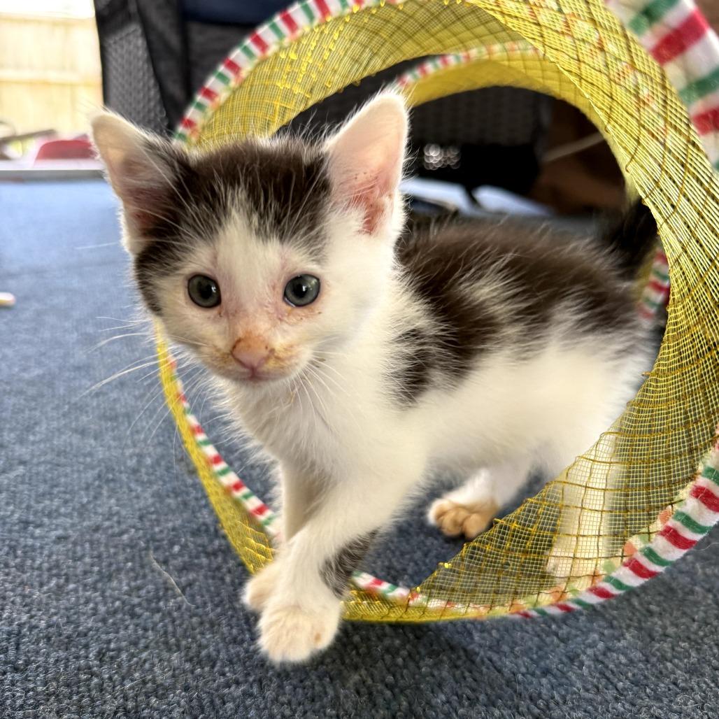 Massey, Adoptable, Kitten Male Domestic Short Hair.