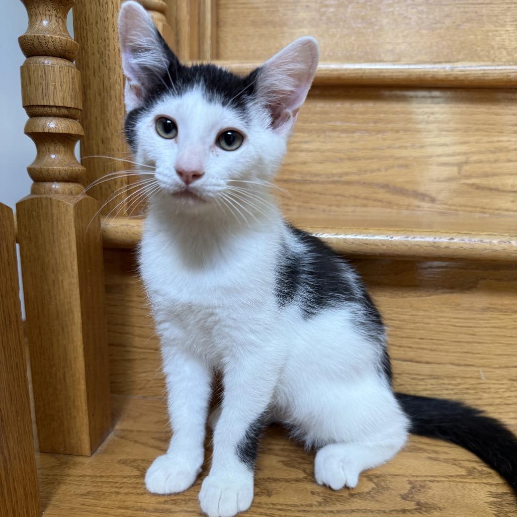 Massey, a Adoptable Domestic Short Hair in Muncie, IN image 2/2