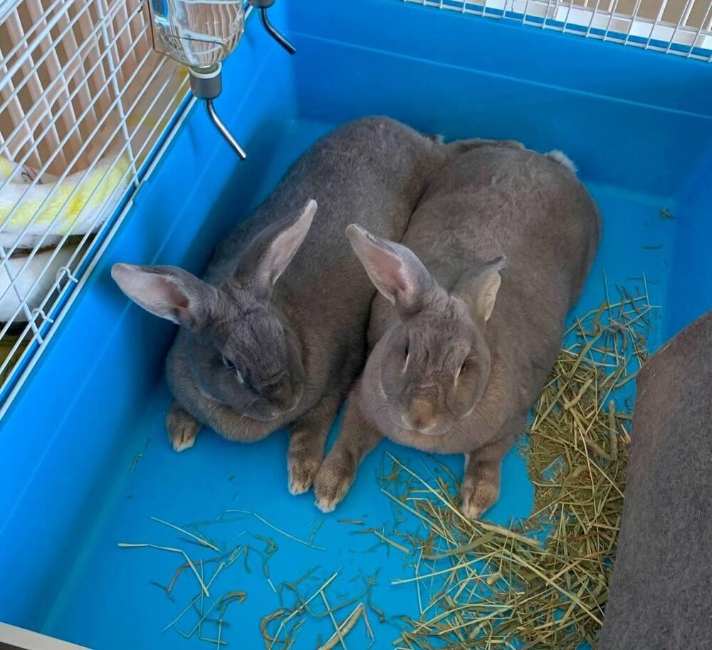 Chase and Dash, a Adoptable Flemish Giant in Melbourne, FL image 1/3