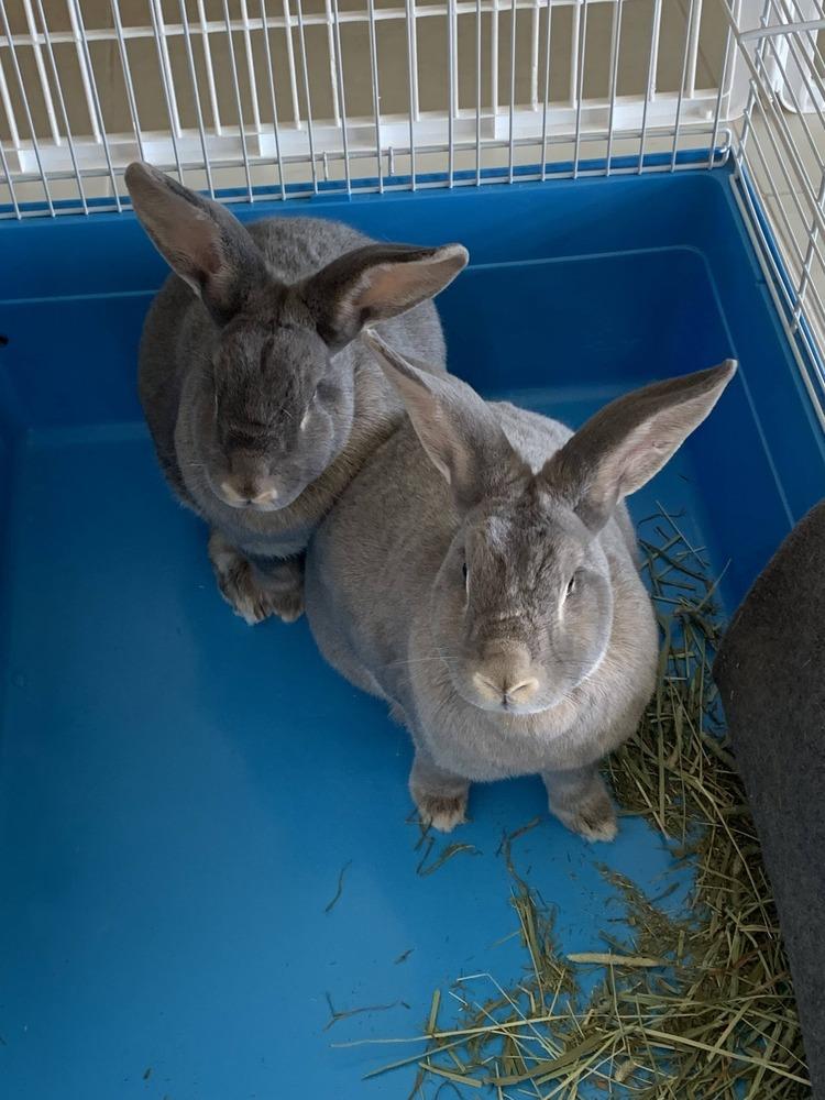Chase and Dash, a Adoptable Flemish Giant in Melbourne, FL image 2/3