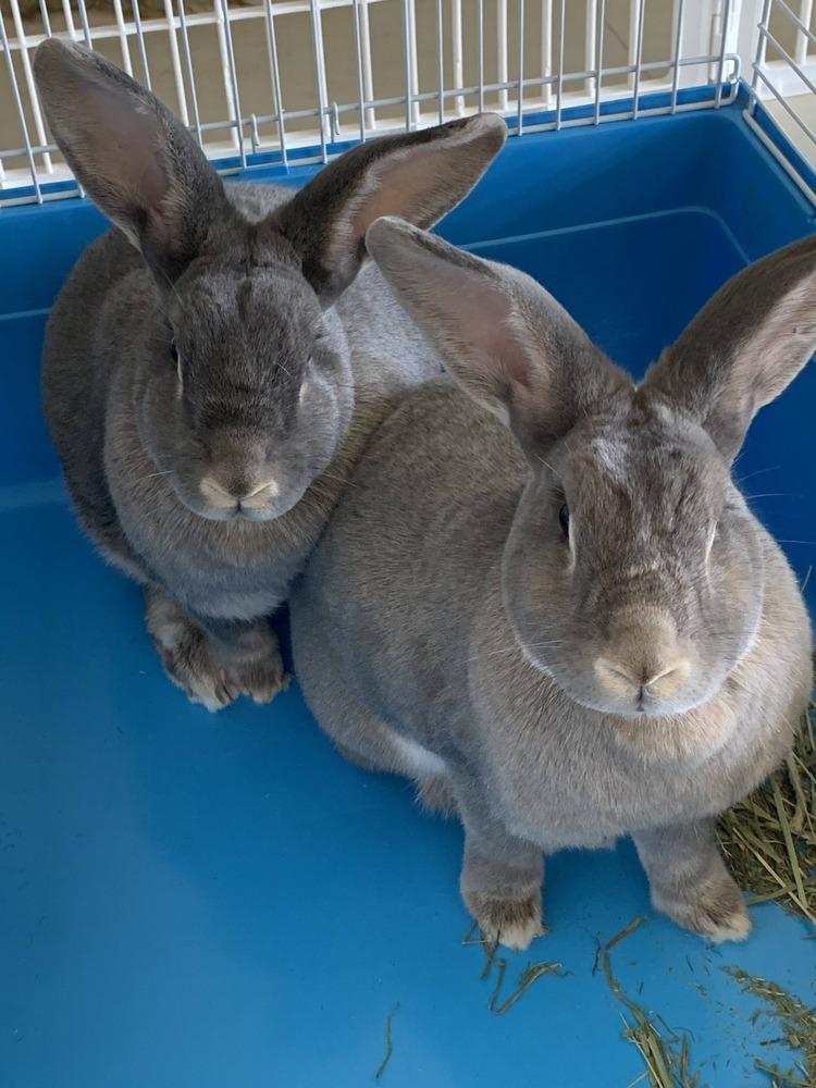 Chase and Dash, a Adoptable Flemish Giant in Melbourne, FL image 3/3
