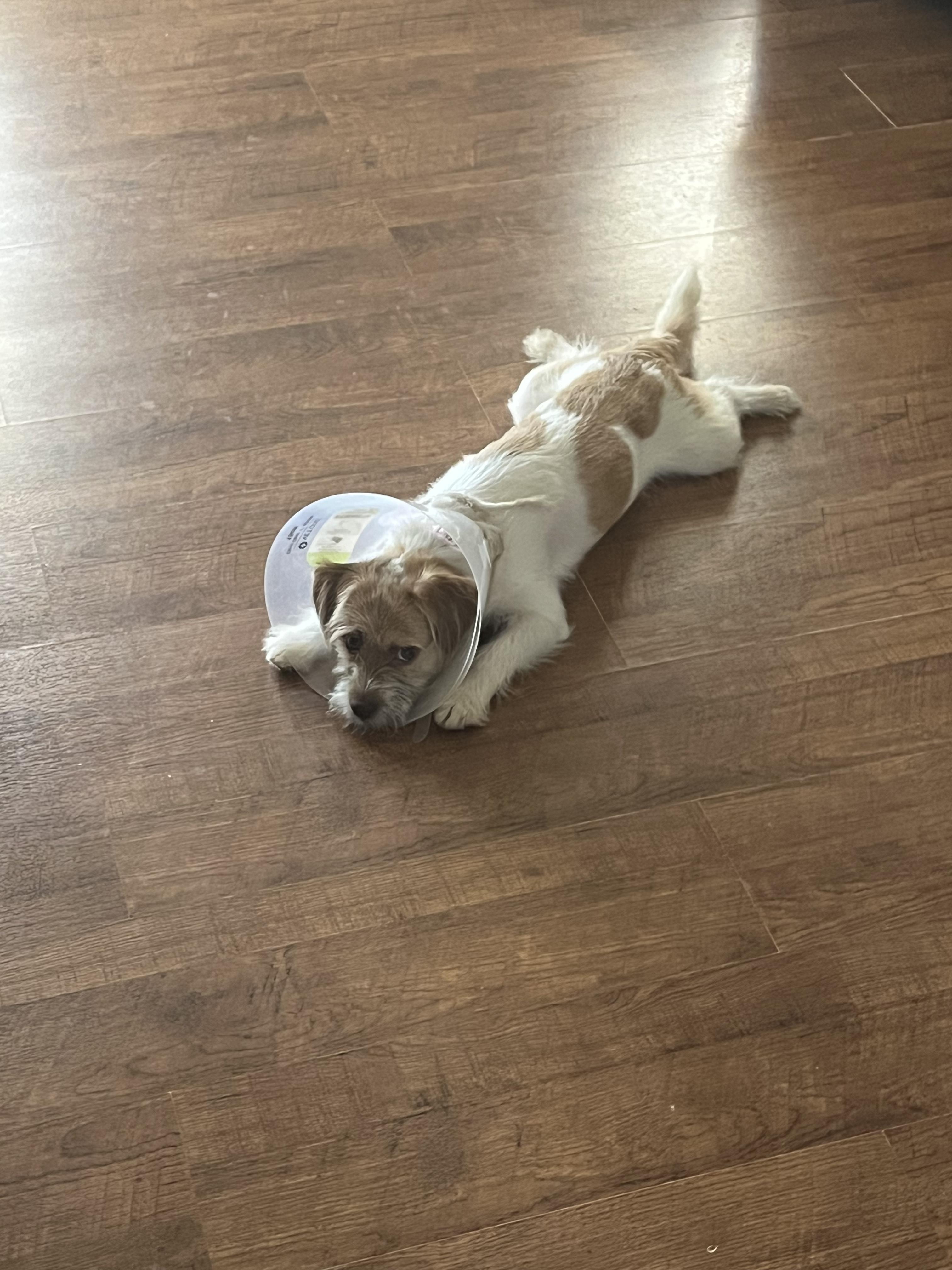 Stormi, Adopted, Young Female Terrier.