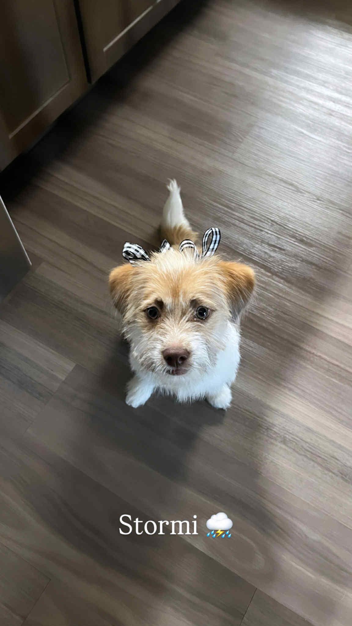 Enlarge Stormi, a Adopted mixed breed in Great Bend, KS image 2/4