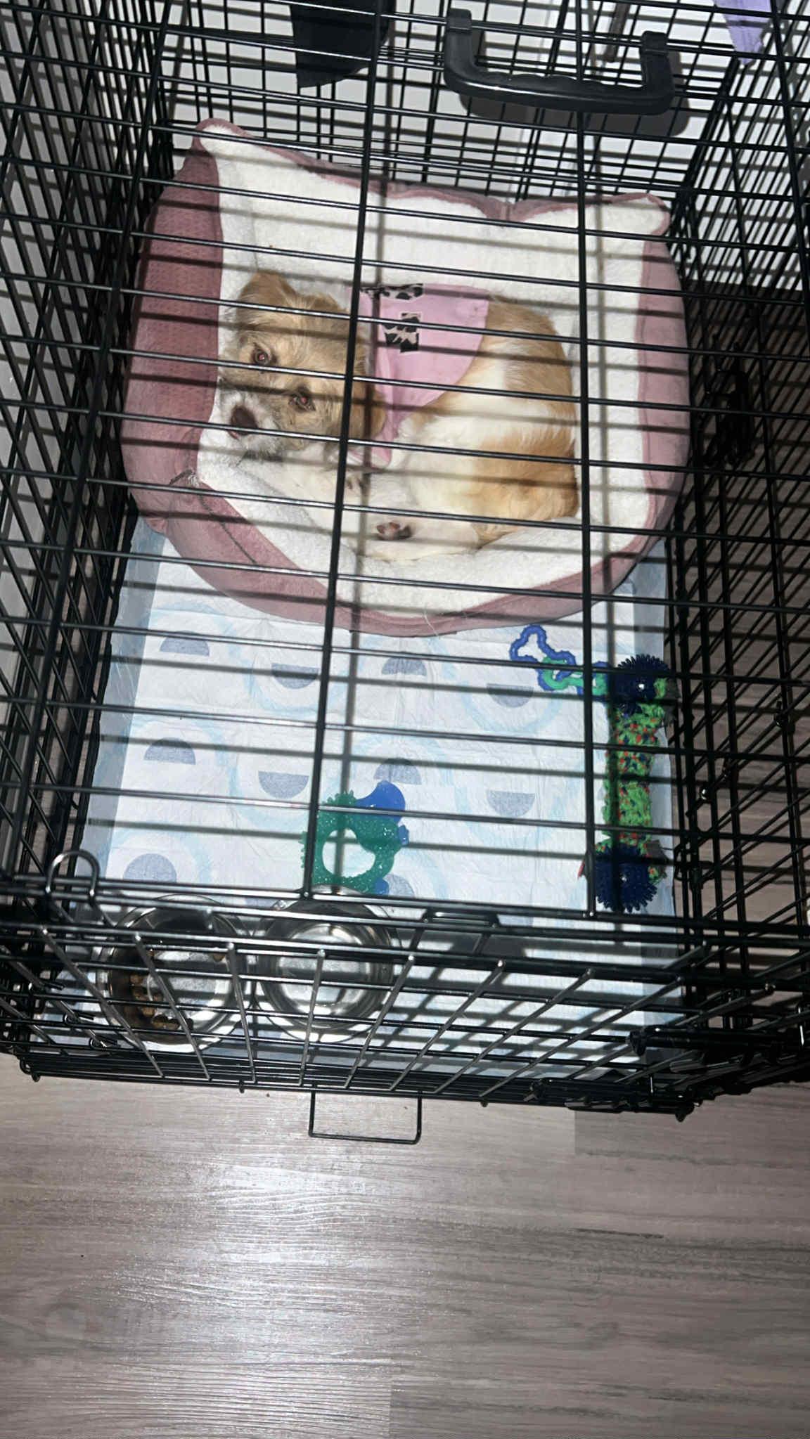 Enlarge Stormi, a Adopted mixed breed in Great Bend, KS image 3/4