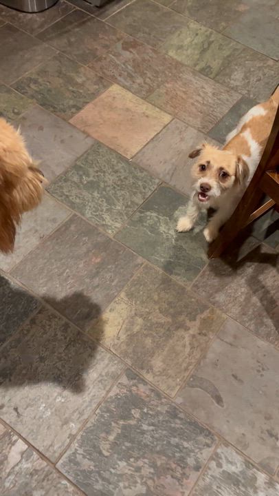 Enlarge Stormi, a Adopted mixed breed in Great Bend, KS video 4/4