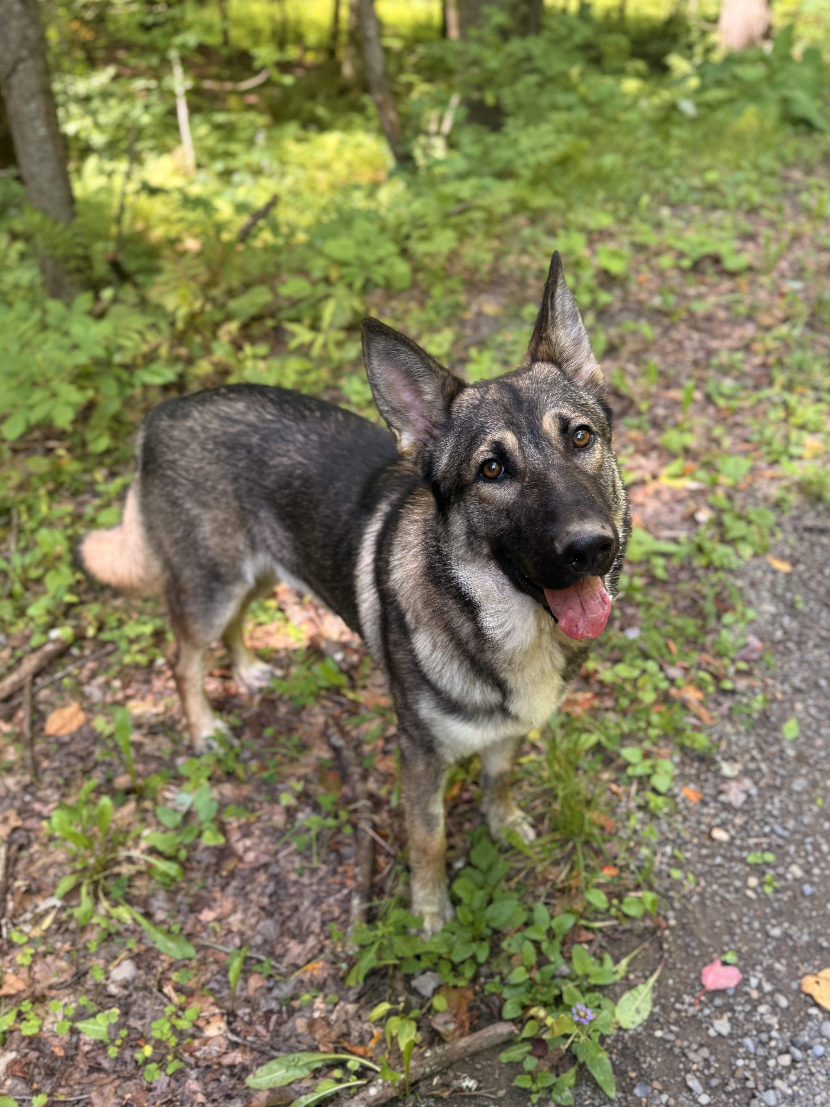 Enlarge Colter, a Adopted German Shepherd Dog in Milford, NY image 2/6