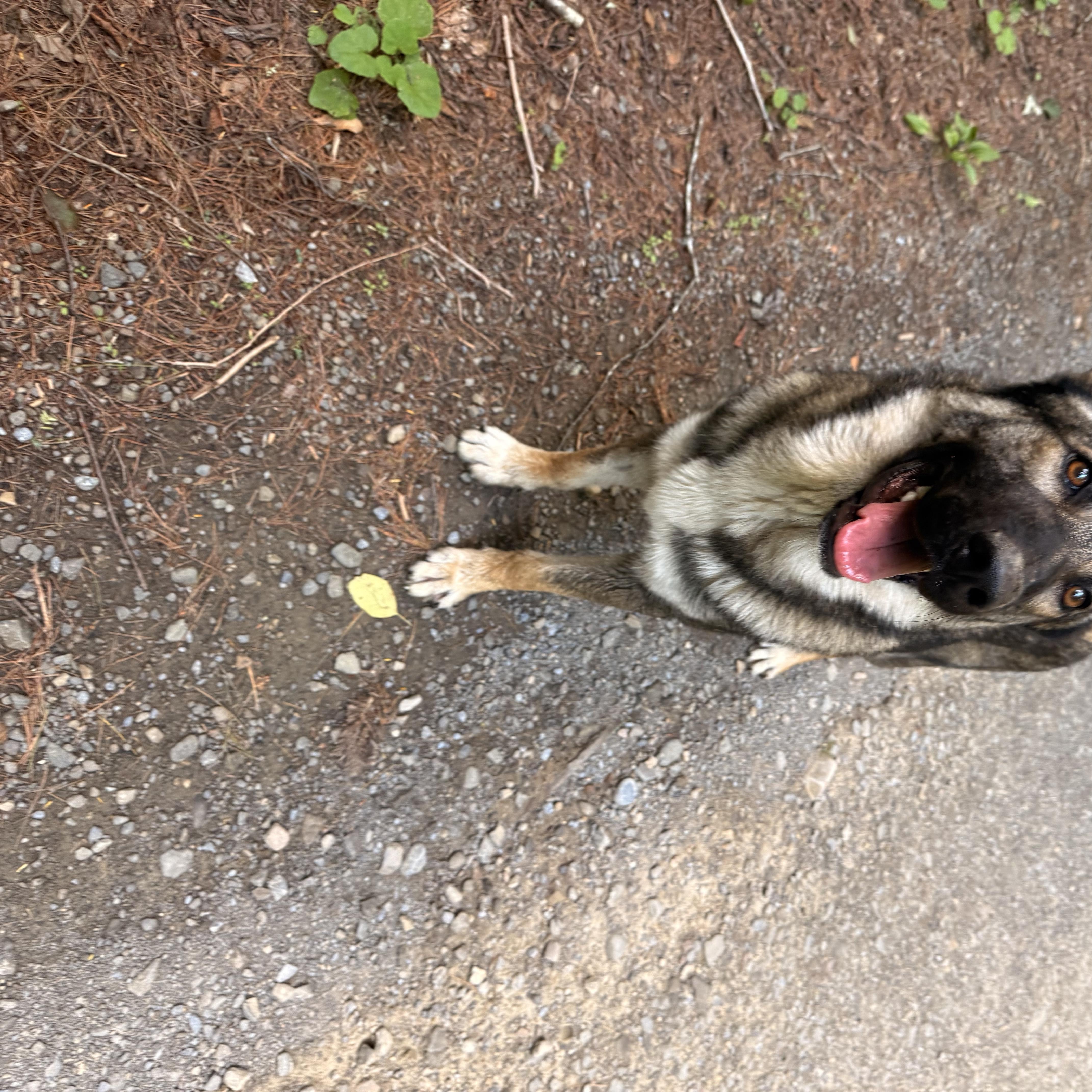 Enlarge Colter, a Adopted German Shepherd Dog in Milford, NY image 6/6