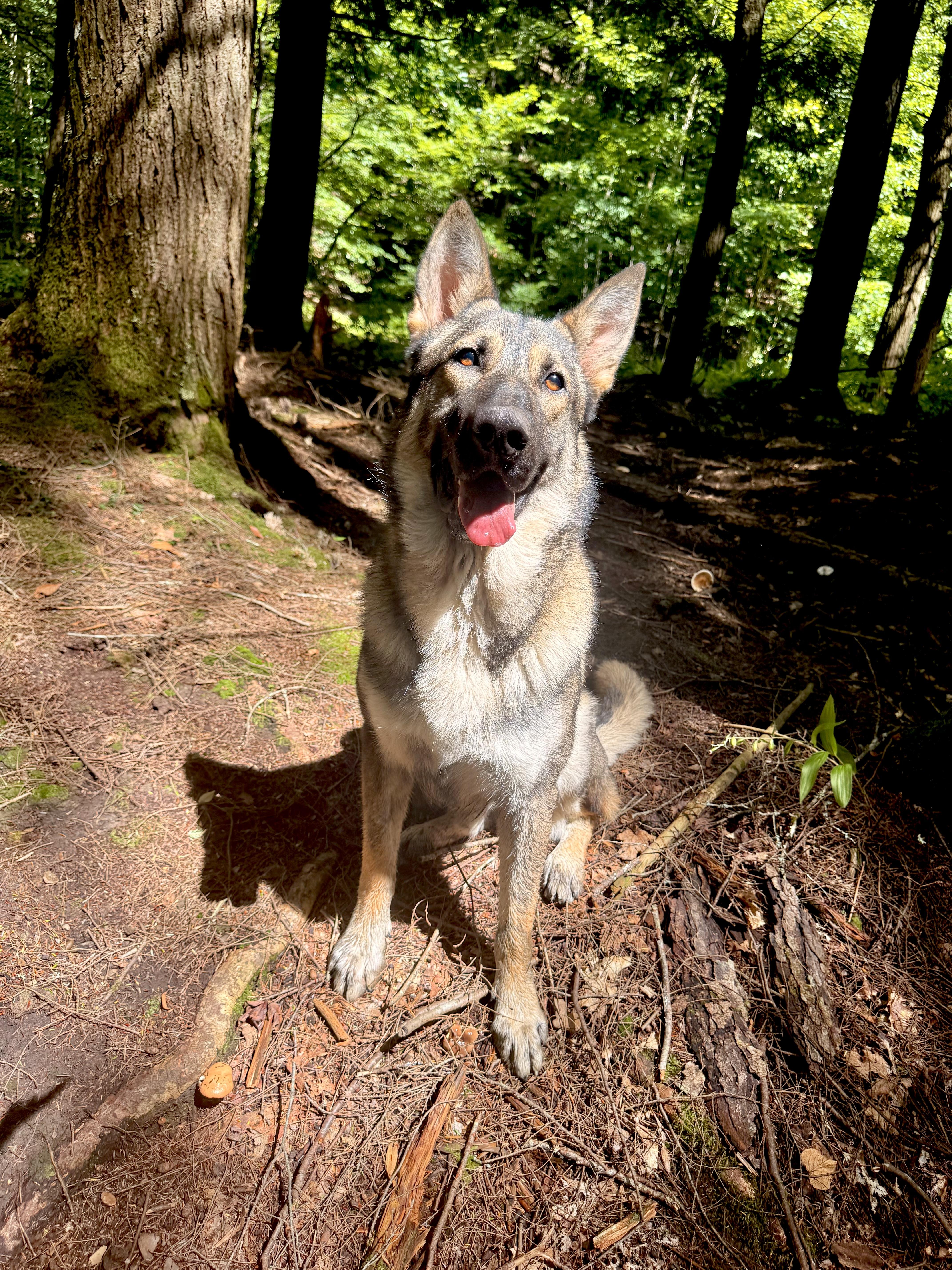 Enlarge Colter, a Adopted German Shepherd Dog in Milford, NY image 1/6